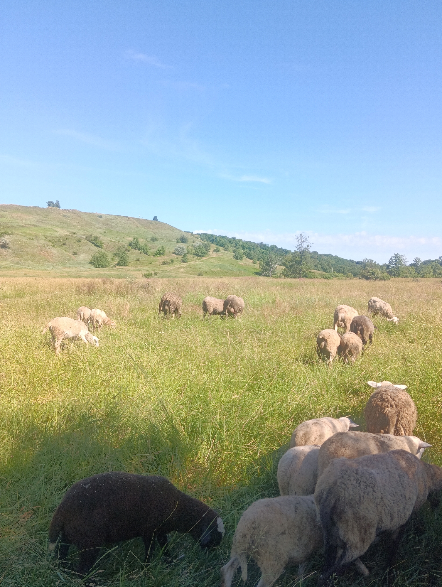 The image depicts a flock of sheep grazing in a grassy field on a clear, sunny day. The landscape features rolling hills covered in green vegetation and a few scattered trees. The sky is a bright blue with a few wispy clouds. The sheep are of various colors, including white, brown, and black, and they are spread throughout the field, some grazing and others standing. In the foreground, a dark-colored sheep is prominently featured, facing downwards as if eating. The overall scene suggests a pastoral setting in a rural or natural environment.