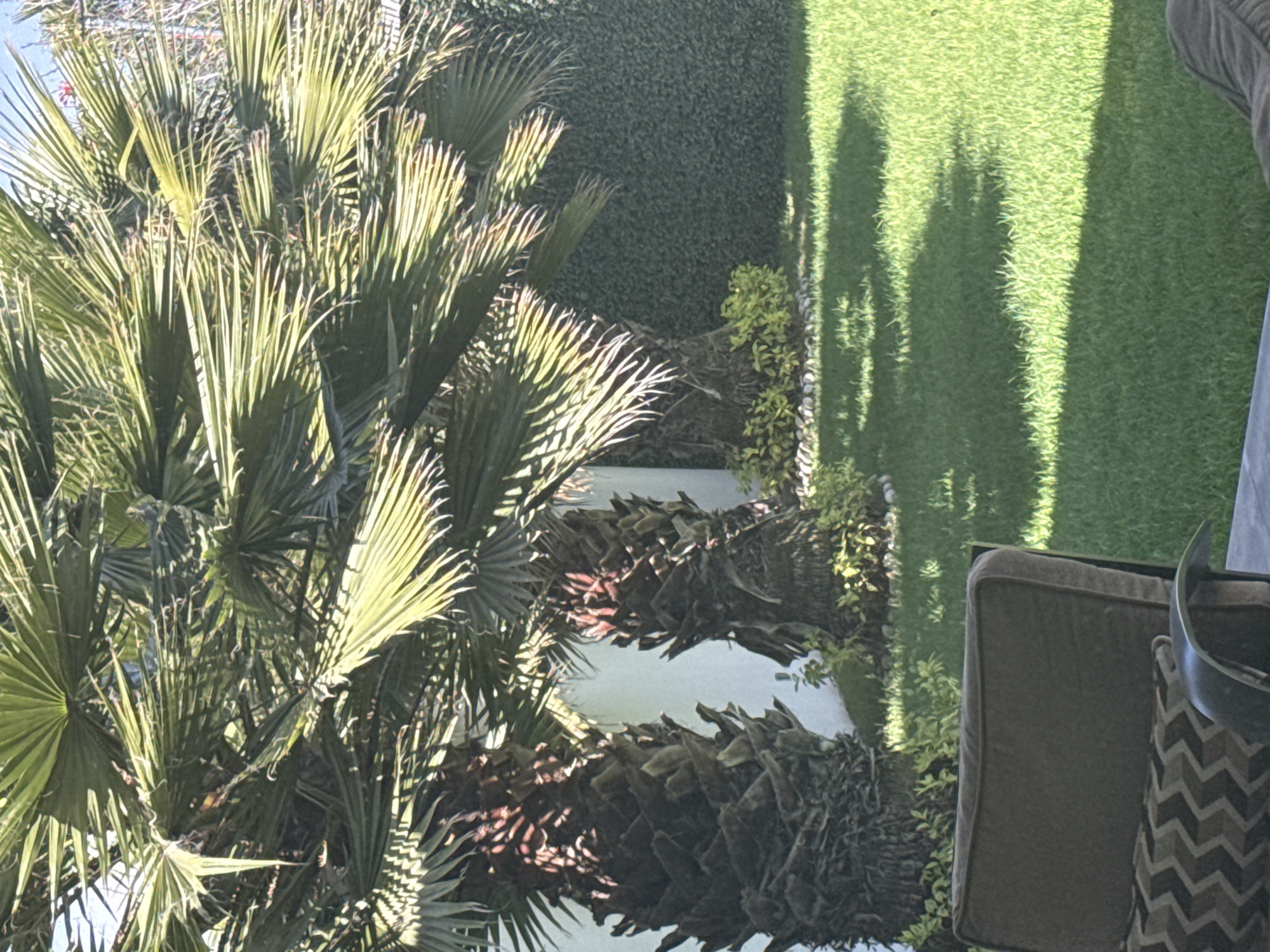 The scene depicts an outdoor garden or patio area in San Bernardino Tlaxcalancingo, Mexico, under bright daylight. In the immediate foreground, a portion of an outdoor chair is visible, featuring a brown upholstered backrest and a seat cushion with a dark and light patterned design, alongside a dark-toned armrest. The midground consists of a meticulously maintained green lawn, traversed by pronounced shadows emanating from the palm trees. Three mature fan palms, characterized by thick, ridged trunks and robust green fronds, are centrally positioned. Small green shrubbery and a border of light-colored pebbles encircle the base of these trees. A plain white wall is situated behind the left-most palm tree, transitioning to a tall, dense green hedge forming the background boundary on the right. A clear, bright blue sky is visible above the palm fronds. No individuals are present in the image.