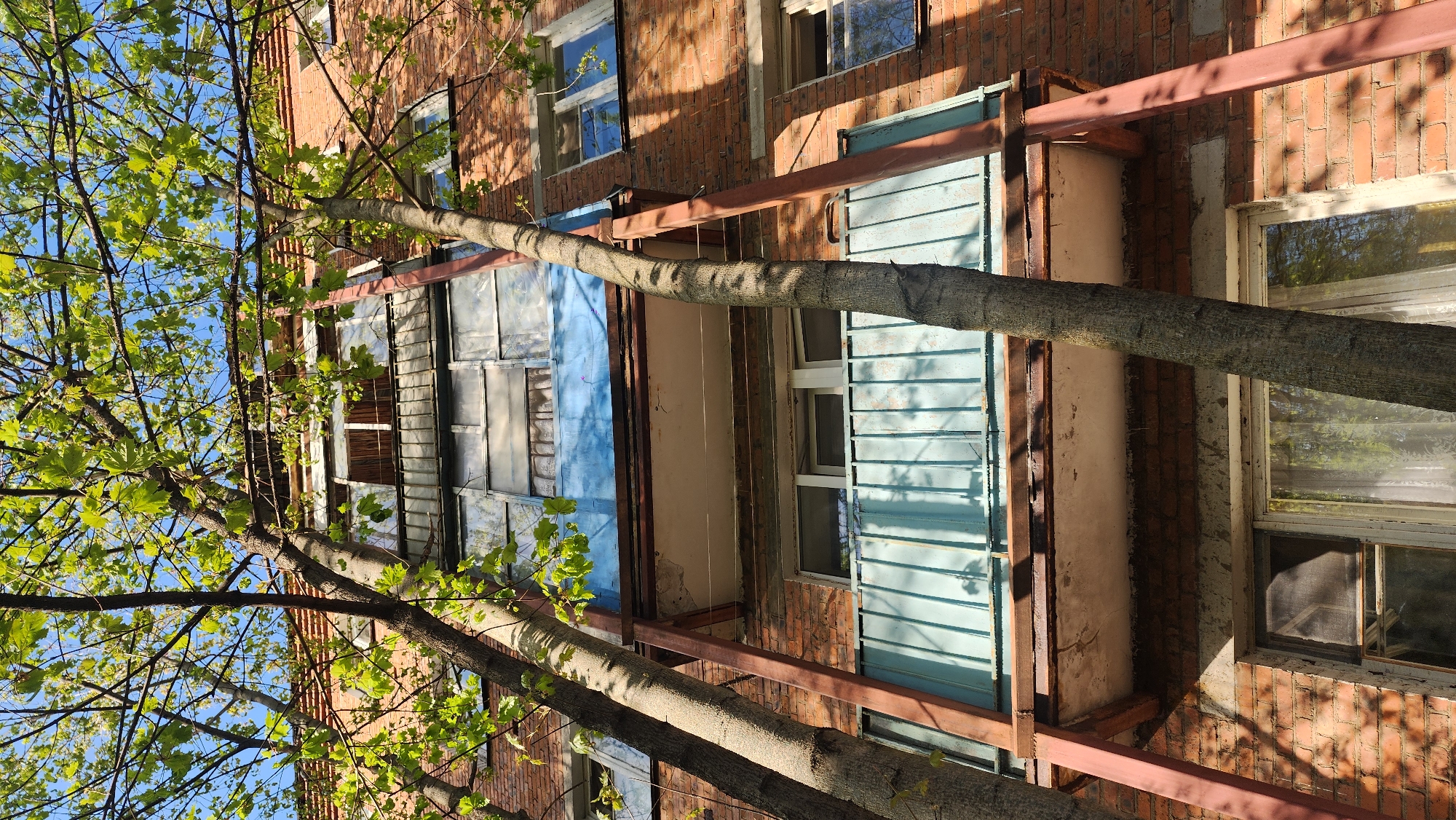 The image depicts the exterior of a brick apartment building in Zelenograd, Russia, likely a residential area. The building appears to be several stories tall, with multiple windows visible. Some of the windows are plain glass, while others are covered with makeshift structures, potentially enclosed balconies or storage areas made of corrugated metal and framed with rusty metal supports. The overall condition of the building suggests some level of disrepair. A large tree with green leaves partially obscures the building, its branches reaching across the frame. The sky is visible through the tree branches, suggesting a sunny day. The presence of the tree in the foreground indicates the building is situated near or within a green space or park.