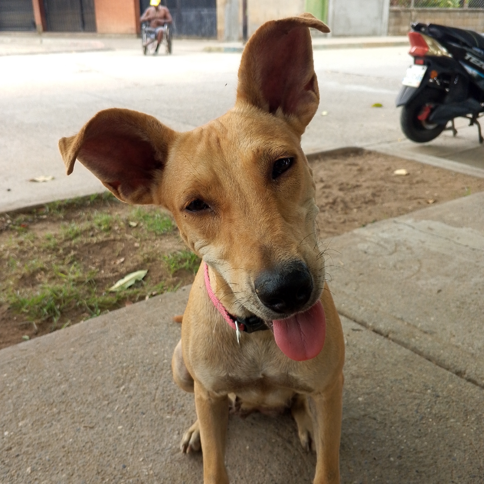 A tan dog wearing a pink collar sits on a concrete sidewalk. The dog has large ears and its tongue is sticking out. Behind the dog is a motorcycle parked on the sidewalk. Across the street, a person in a wheelchair is visible. The location appears to be a city street.