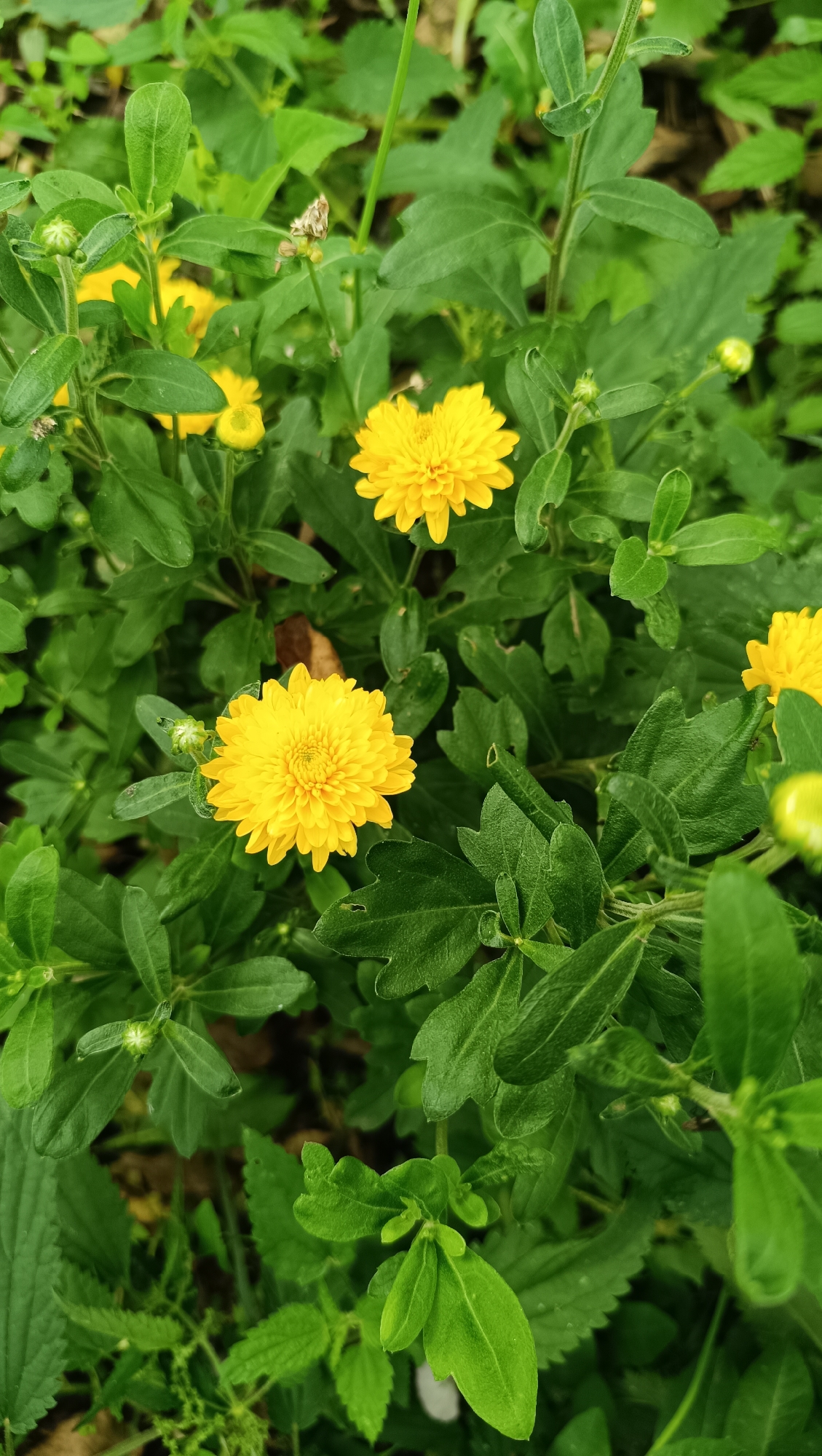 This is a close-up, eye-level, vertical shot of several bright yellow chrysanthemum flowers in bloom, surrounded by abundant green foliage. The flowers have tightly packed, ray-like petals. The leaves are deep green and appear healthy, with some buds visible on the stems. The background is a blur of green and brown, suggesting a natural outdoor setting. The scene depicts a cluster of blooming chrysanthemums in what appears to be a garden or park. There is no indication of the city of Karsha, Russia, or any specific location. The image does not contain any people or observable actions.