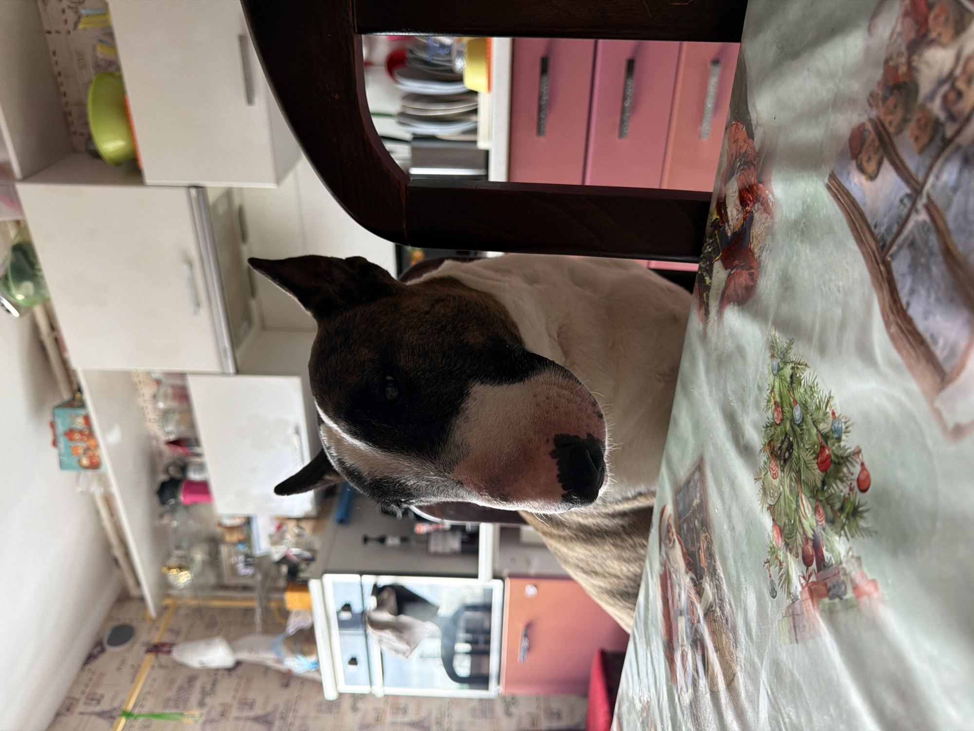 A bull terrier is seated at a table in a kitchen in Chaikovsky, Russia. The dog's head rests on the table, which is covered in a light-colored tablecloth with Christmas-themed prints. A dark wooden chair is partially visible behind the dog. The kitchen contains white cabinets and shelves on the left, and pink cabinets on the right. A microwave and other kitchen appliances are visible in the background.