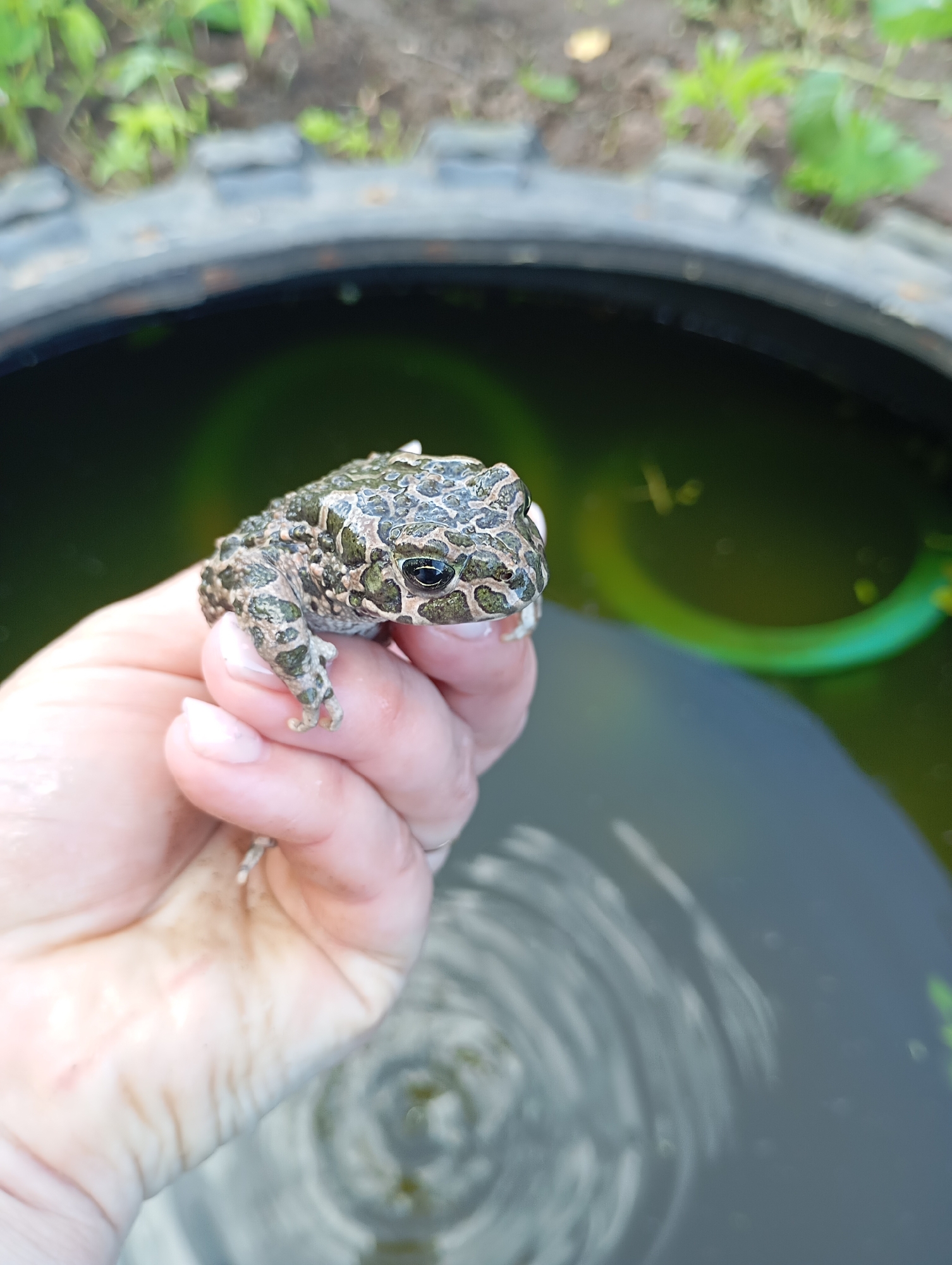 A person's hand is holding a small, green and brown spotted frog. The frog is facing towards the right and its eyes are visible. The hand is positioned over a dark, circular body of water, possibly a pond or basin. The water has ripples and a green, curved object, possibly a hose, is visible submerged in it. The background shows blurry green foliage and the rim of a dark, possibly tire-like object. The scene appears to be outdoors. The location of Рябки, Russia is not determinable from the image.