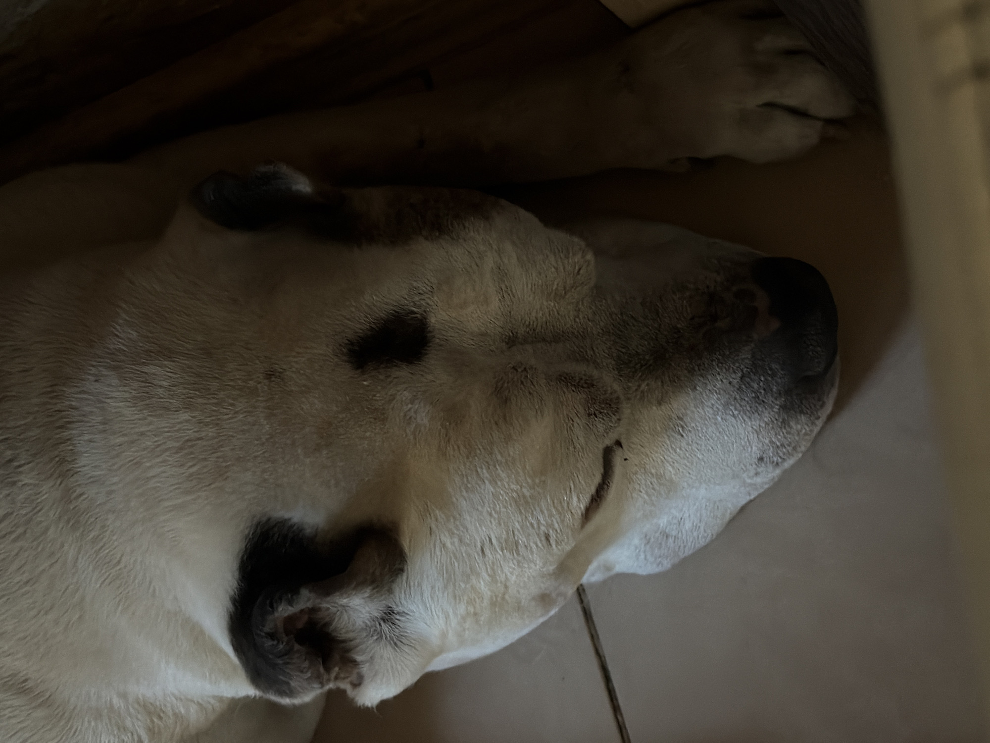 A close-up, slightly blurred image shows a sleeping dog, likely a Central Asian Shepherd Dog (Alabai), lying on its side. The dog has white fur with dark patches on its ears, around its eye, and on its muzzle. The scene is dimly lit, with hints of wooden structures and tiles visible in the background. There is no evidence that the image was taken in Krasnoyarsk, Russia. The image depicts a single subject (dog) at rest in an enclosed, likely indoor, setting.