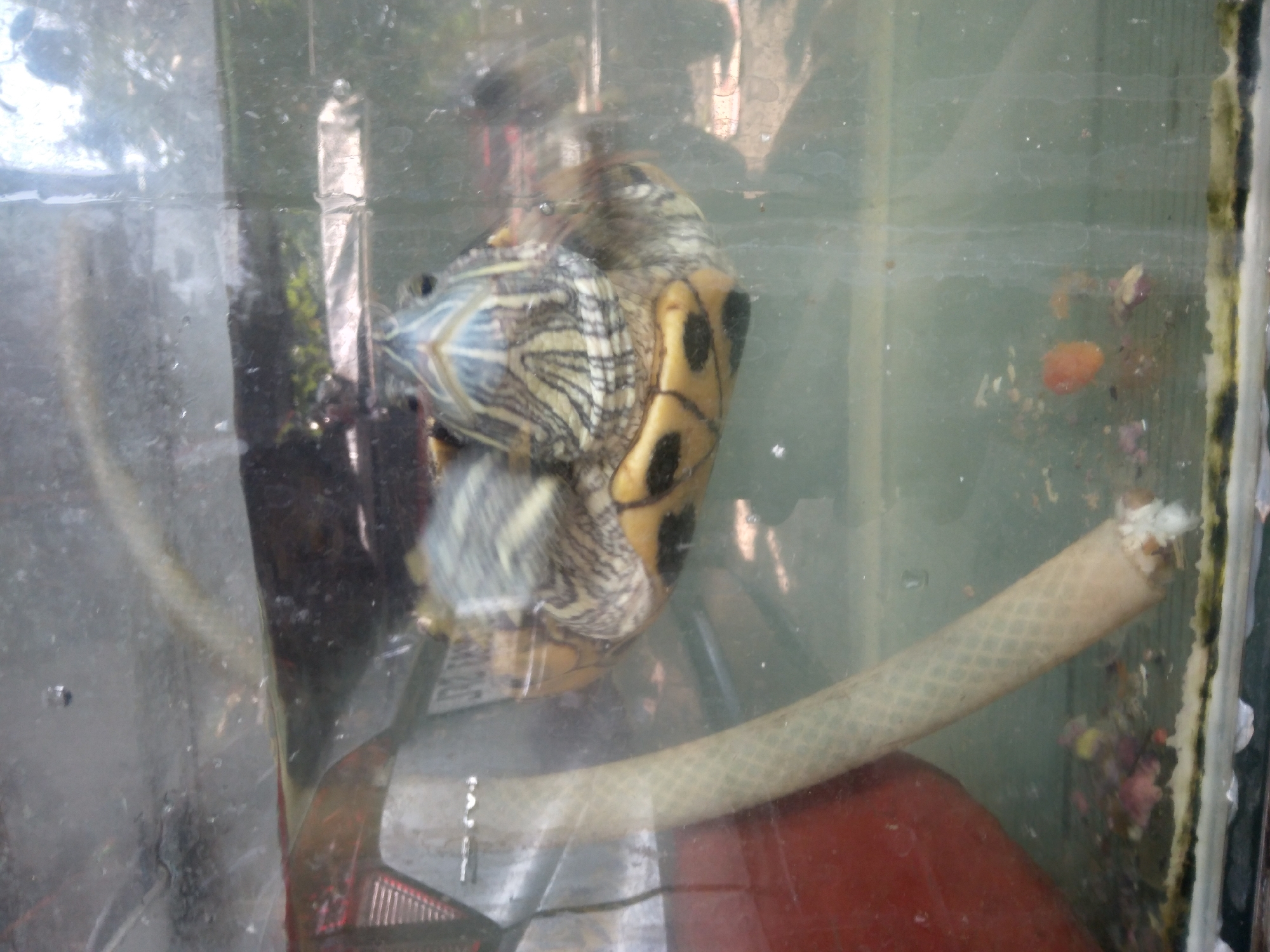 A red-eared slider turtle is submerged in a tank of murky water, its head and front flippers visible. The turtle's shell is yellow with black spots, and its head has distinctive red markings. A textured, beige hose runs diagonally through the tank from the upper left to the lower right. The bottom of the tank contains debris, including what appear to be small colorful pebbles and some organic matter. Reflections and streaks on the tank's glass obscure some details of the environment outside. This image was taken in South Jakarta, Indonesia.
