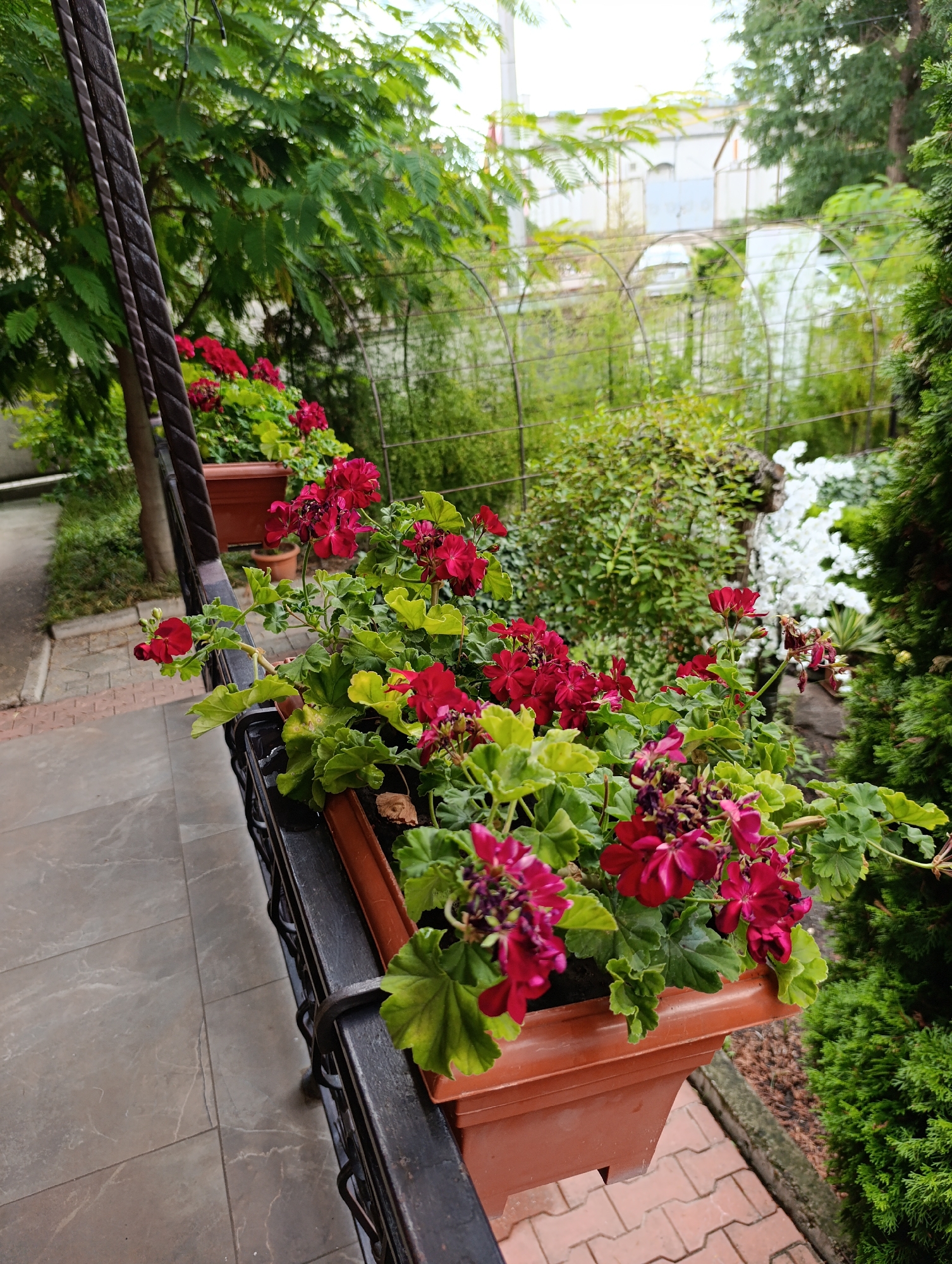 The image depicts a balcony or railing with planters filled with red geraniums. The planters are made of brown plastic and are attached to a black metal railing. The railing runs along a tiled walkway. In the background, there are trees and a building with arched trellises. The scene appears to be an outdoor setting, possibly a garden or patio. There are no people or animals visible in the image. The overall impression is one of a well-maintained outdoor space with blooming flowers.