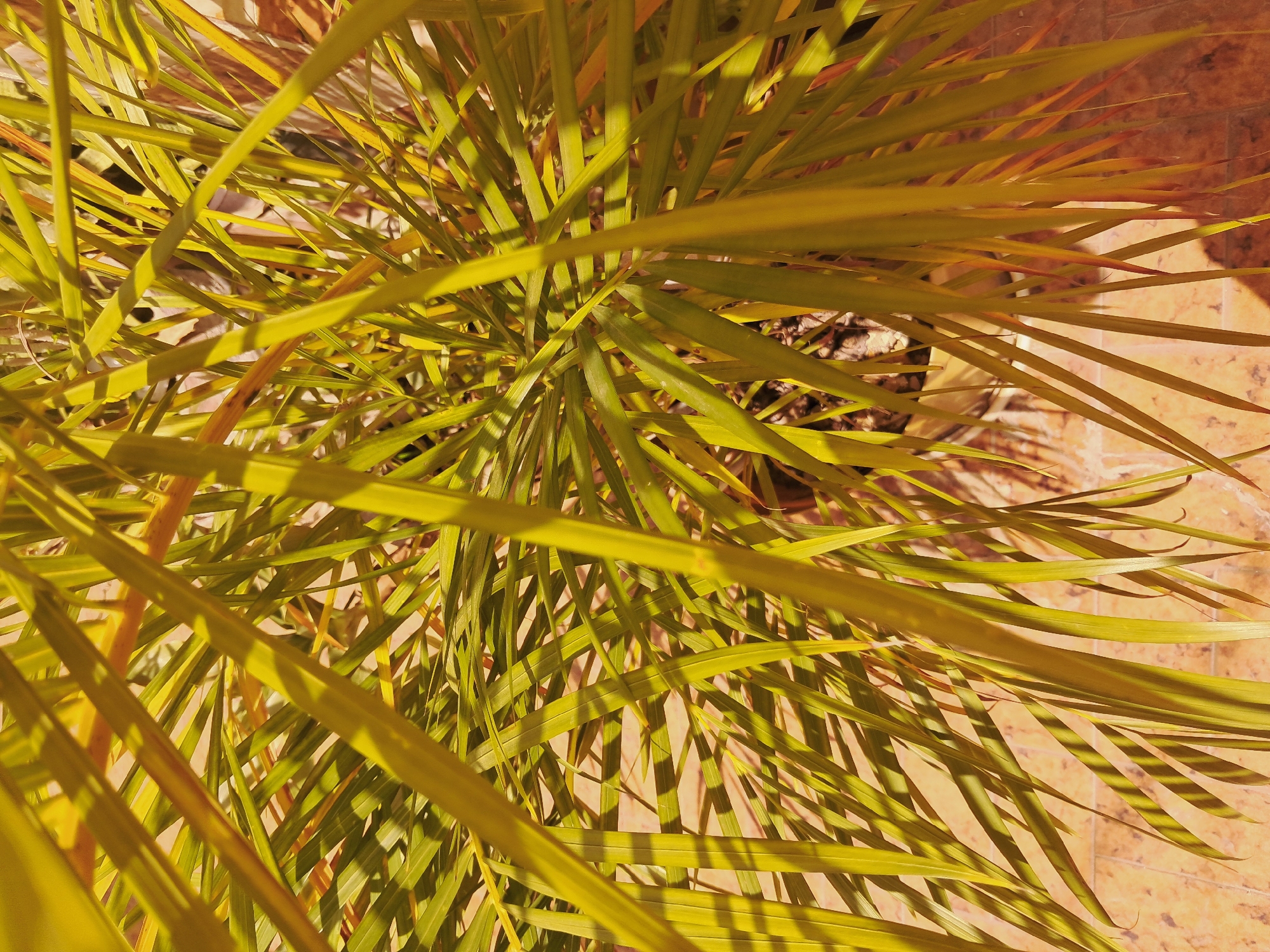 An overhead shot shows a plant with long, yellow-green leaves, possibly a palm or similar tropical plant. The leaves are clustered together, creating a dense, overlapping pattern. The plant sits on a tiled surface of tan-colored tiles, suggesting a patio or indoor area. The location is Juan Griego, Venezuela, but there are no details confirming this in the image. There are no people visible.