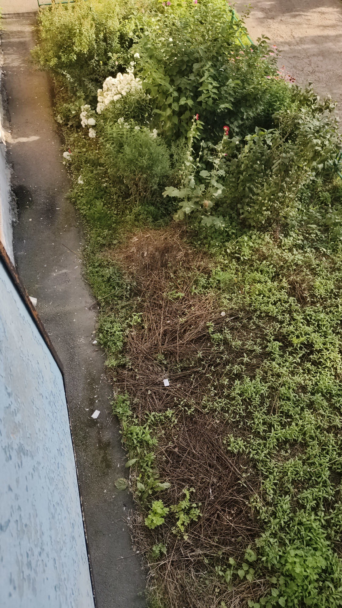 The image shows an overgrown patch of greenery alongside a paved walkway. In the upper left quadrant, there is a light blue wall. The walkway is dark gray and appears somewhat damp with debris scattered along its edge. The green vegetation is dense and varied, with some areas featuring dry, brown stalks and leaves. There are white flowers and some red flowers visible within the foliage. The scene appears to be an outdoor urban setting, possibly a neglected area within the city of Kaltan, Russia, given the information provided. No people or animals are present in the image.