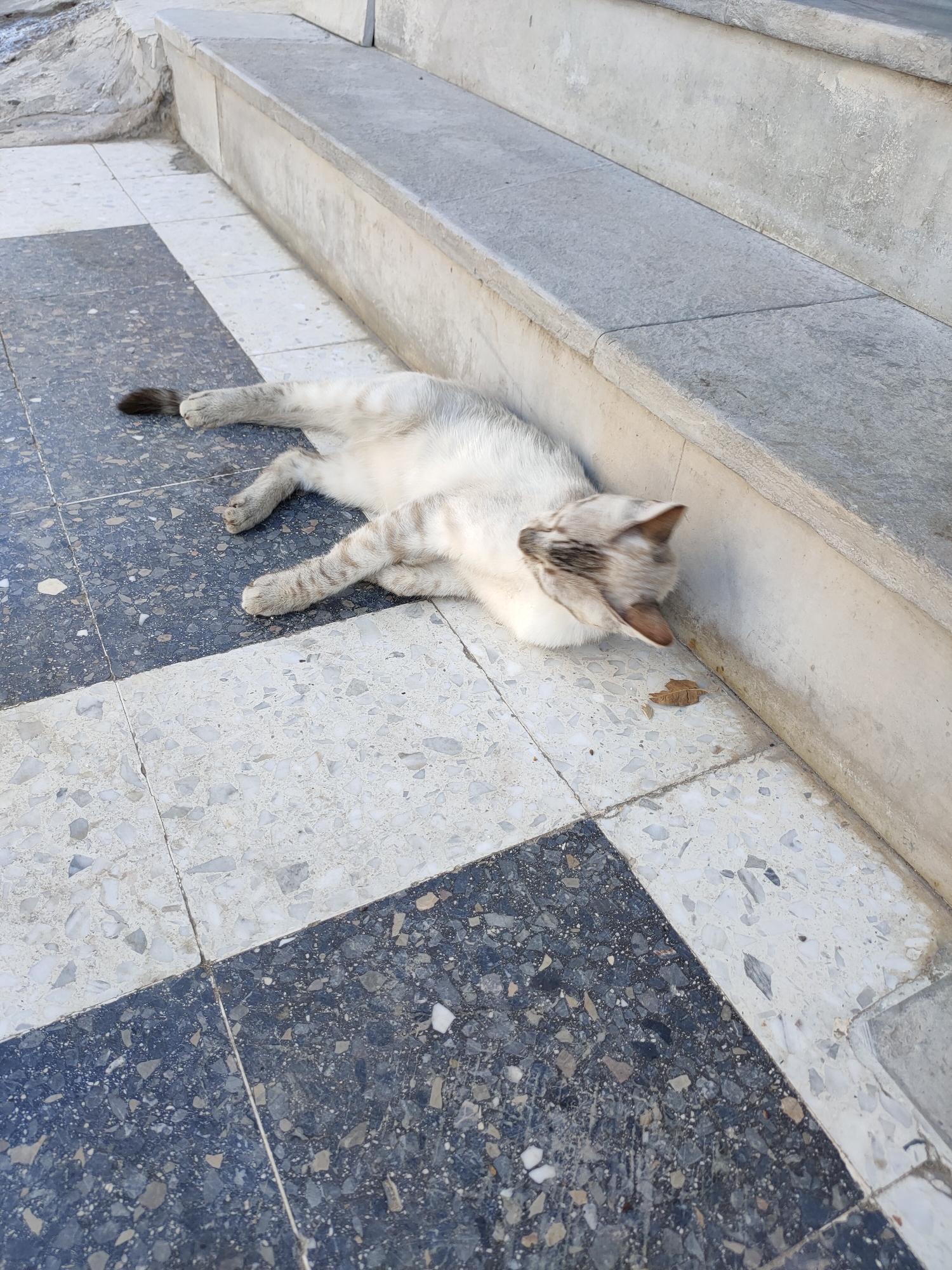 A light-colored cat with grey tabby markings is lying on its side on a checkered tiled floor, resting against a concrete step. The cat's eyes are closed or partially closed, and its head is turned slightly to the right. A single brown leaf is on the floor near the cat's head. The floor is composed of large square tiles in a checkerboard pattern of dark grey and off-white with flecks of grey and black. The concrete steps are light grey and appear weathered. The background shows a textured stone wall. The scene is outdoors, possibly in a public space such as a courtyard or walkway in Unknown, Tunisia.