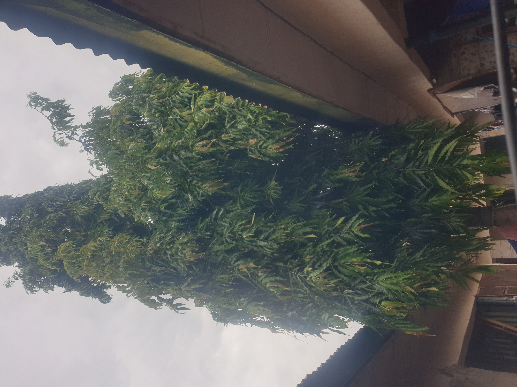 A tall, slender tree with dense, dark green foliage dominates the center of the frame, extending from near the bottom to the top. The leaves are long and narrow, appearing somewhat wilted or drooping in places. The tree is situated outdoors, possibly in a residential area in Jalingo, Nigeria, as suggested by the presence of corrugated metal roofs of adjacent buildings visible on the left and right sides of the image. The roofs have a weathered appearance. The sky above is overcast with a dull, greyish-white cloud cover. The overall lighting suggests it may be a cloudy day, possibly with rain, as some leaves appear wet. The ground is not visible. There are no people or animals clearly visible in the image. The focus is on the tree and its immediate surroundings.