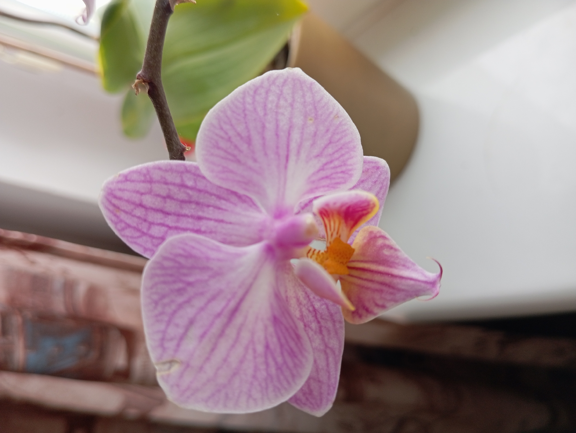 A close-up shot focuses on a single, delicate pink orchid bloom. The orchid displays a pale pink hue with darker pink striations radiating from the center. The bloom is partially open, revealing intricate details of its petals and a vibrant yellow and pink center. The background is softly blurred, showing a hint of a potted plant with green leaves and a brown pot, as well as a curtain with a subtle pattern. The scene appears to be an indoor setting, possibly a windowsill, with soft, natural light illuminating the flower. The image does not contain any information about a specific location in Poznan, Poland.
