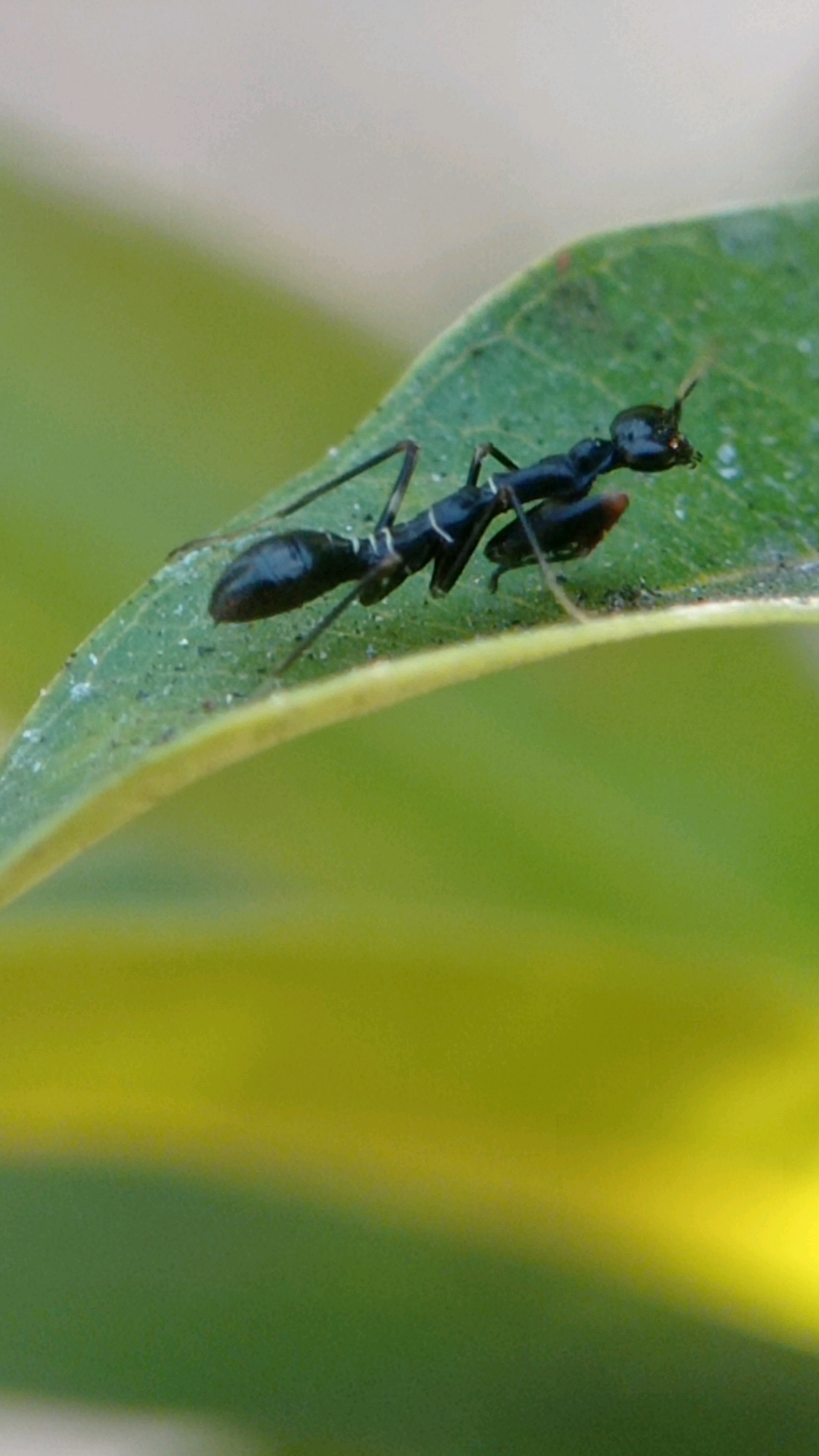 In the city of Bedali, Indonesia, a close-up, eye-level, horizontal shot captures a black ant positioned on the edge of a vibrant green leaf. The ant is oriented horizontally, facing towards the right of the frame. Its body is segmented and distinctly black, with visible white markings on its abdomen. The ant's legs are thin and spindly, and its antennae are extended forward. A small, dark, oval-shaped object, possibly an egg or a food item, is being carried by the ant, held beneath its body. The leaf is slightly curved and appears to have a smooth texture, with a few tiny droplets of water scattered across its surface. The background is softly blurred, with the upper portion showing a lighter, hazy tone and the lower portion transitioning into a warm, yellowish-green hue. The lighting suggests a natural, outdoor environment, possibly during daylight hours.