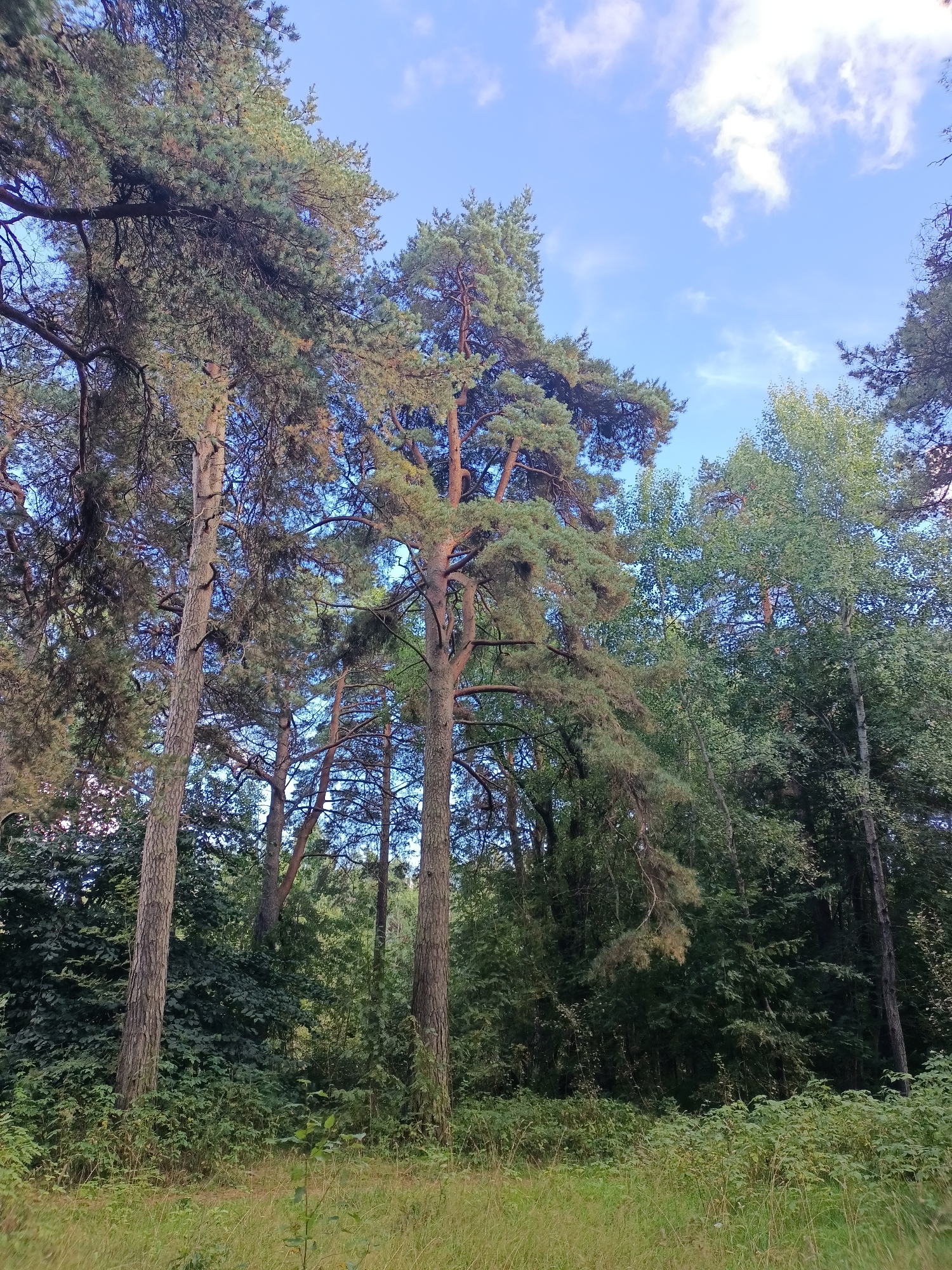 This is a low-angle, full-frame, eye-level shot of a forest with tall pine trees dominating the foreground, their branches reaching towards a blue sky with scattered white clouds. The trees are in various stages of foliage, with some appearing more dense and green than others. The lower portion of the image is filled with undergrowth, including tall grasses and bushes, creating a natural, wild atmosphere. The scene is bathed in natural light, suggesting it was taken during the daytime. The image shows a natural forest environment, likely a park or a nature reserve, and given the mention of Tallinn, Estonia, it could be a location like the Nõmme district known for its pine forests, or possibly Pirita Forest. There are no people or animals visible in the image.