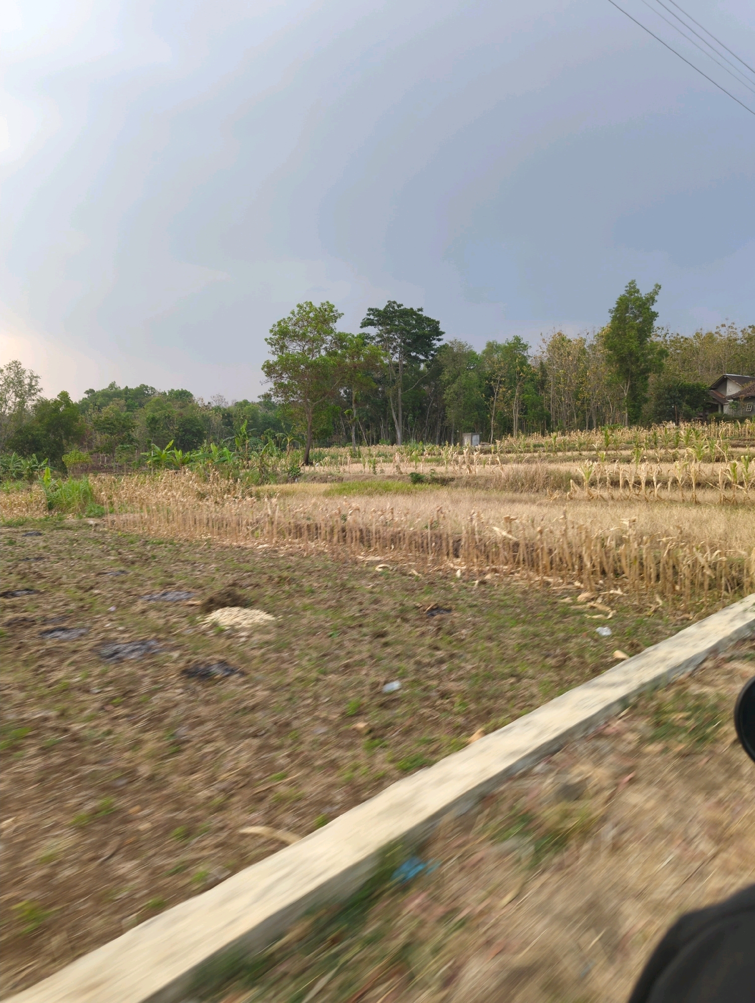 An eye-level, motion-blurred, full shot captures a rural landscape in Senggrong, Indonesia. The scene is dominated by a field of dried corn stalks, with rows of them receding into the distance. To the left of the cornfield, there are patches of green grass and soil. In the background, a dense line of trees, varying in shades of green and yellow, forms a natural backdrop. Beyond the trees, a light-colored house with a brown roof is partially visible. The sky above is a hazy light gray. A concrete barrier runs along the bottom right of the frame, and a dark object, possibly a rearview mirror, is visible at the far right.