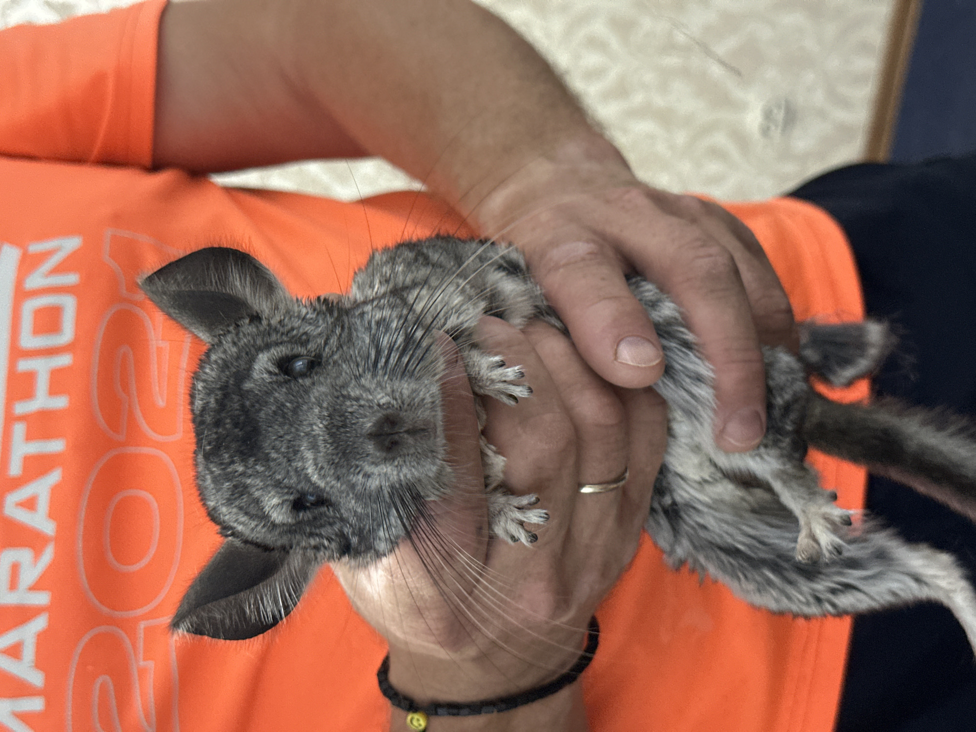 A person wearing an orange t-shirt with white lettering that reads "MARATHON 2022" holds a chinchilla. The chinchilla is gray with black markings and has large ears and whiskers. The person's hands are visible supporting the chinchilla. The background appears to be an indoor setting with patterned wallpaper.