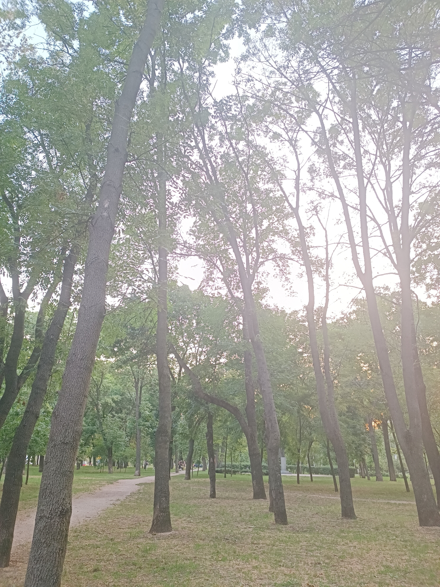 The image depicts a park with tall trees and a pathway. The trees are of various sizes and are in full leaf. The ground is covered with grass and some dry leaves. A dirt pathway winds through the park. In the background, there are more trees and some indistinct structures that could be buildings or monuments. The lighting suggests it is either early morning or late afternoon, with the sun filtering through the trees, creating a slightly hazy effect. The environment appears to be a public park within an urban setting, likely in Zaporizhzhia, Ukraine, given the context. No people are clearly visible in the immediate foreground, though there might be distant figures or vehicles in the background. The scene is peaceful and natural, with an emphasis on the greenery and the presence of mature trees.