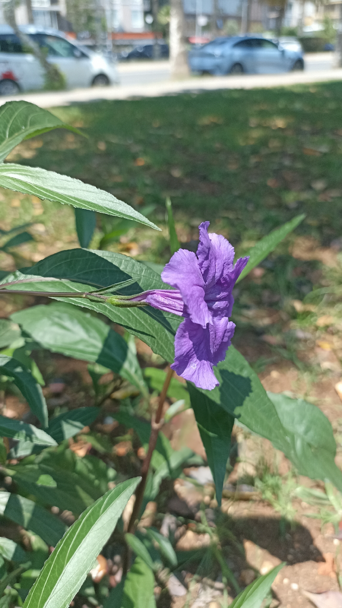 A vibrant purple flower, likely a Mexican Petunia (Ruellia simplex), is the central subject of this outdoor photograph. The flower, with its distinctive trumpet shape and five petals, is captured in profile, showcasing its rich color and delicate form. A small droplet of water is visible on one of its lower petals, indicating recent moisture. It is surrounded by lush, dark green leaves belonging to the same plant, some of which are prominently in the foreground, appearing sharp and detailed. The leaves display clear venation and some surface texture.
The setting appears to be a sunny day, with clear, strong shadows cast by the leaves and plant stem on the ground, which consists of patchy grass and some bare soil or mulch. The background is softly blurred, suggesting a shallow depth of field. In this out-of-focus background, a paved road or street is visible, with two cars. On the left, a light-colored (possibly white) car is partially visible, while on the right, a darker blue or grey car is also present. Distant trees and hints of urban structures or buildings can be vaguely discerned beyond the road, suggesting an urban or suburban park or roadside garden environment in Yenişehir, Turkey. There is no visible text in the image.