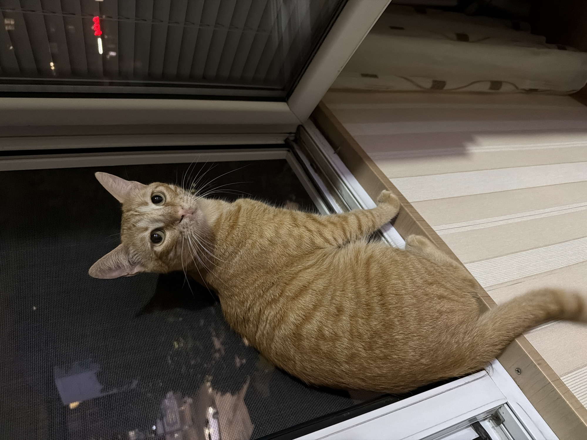 An orange tabby cat is captured indoors, lying stretched across a window frame and screen, with its head tilted and looking directly at the viewer. The cat has distinctive tabby stripes on its light orange fur, prominent white whiskers, and wide, alert eyes. Its front paws are positioned near the top of the window frame, while its body rests on the dark mesh screen of the window.
Through the window screen, blurred lights from outside indicate that it is likely nighttime or late evening. Reflections of artificial lights from indoors are visible on the window glass above the screen. Above the main window pane, a closed or partially rolled-up blind or roller shade with horizontal light beige stripes is visible. To the right of the cat, a light-colored wooden or laminate surface, possibly a window sill or part of a furniture piece, extends from the window frame. The cat appears curious and relaxed in this indoor setting, located in Varna, Bulgaria. There is no visible text in the image.