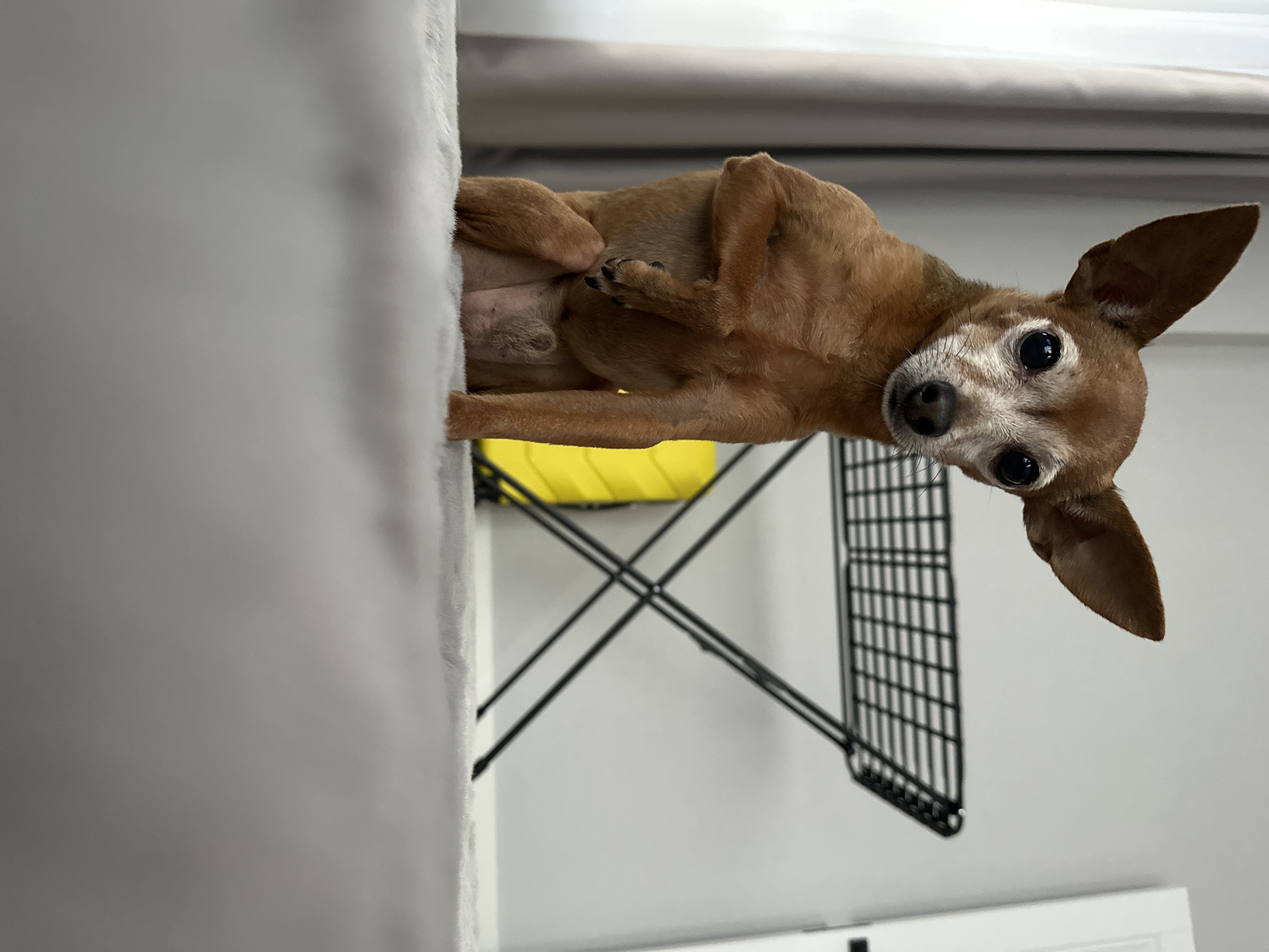In a room, a small brown dog sits upright on a light gray, fluffy surface. The dog has large ears, dark eyes, and graying fur around its muzzle and eyes, suggesting it is an older dog. Its front left paw is raised and resting on its chest, while its front right paw is visible beneath its body. The dog is looking directly at the camera. Behind the dog, a black metal drying rack with a grid pattern stands on its side. To the left of the drying rack, a yellow object, possibly a bag, is visible. The background consists of a light gray wall and a white doorframe. To the far left, a sheer, light gray curtain hangs. The room appears to be in Laikovo, Russia.