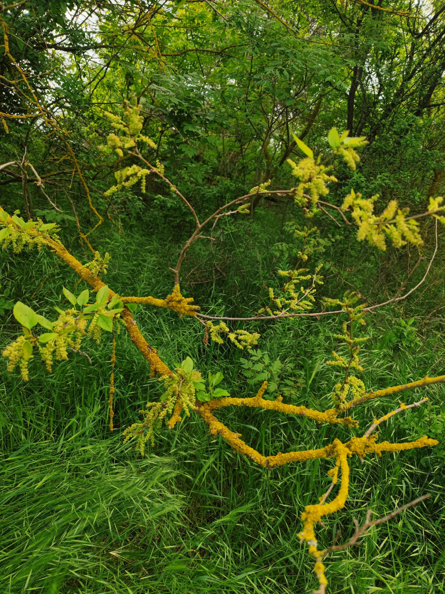 The image presents a view of a woodland or meadow environment. The foreground features a tree branch covered in a bright yellow growth, possibly lichen, with small, light green budding flowers or seed pods sprouting from it. The branch stretches diagonally across the lower half of the image, leading the eye into the scene.
Behind the branch, lush green grass fills the space, interspersed with other green vegetation. The background reveals a dense thicket of trees and foliage, suggesting a natural, uncultivated area. The light is diffused, giving the scene a soft, overcast feel.
There are no people or animals visible in the image. The focus is on the natural elements of the environment, particularly the branch and surrounding greenery. The location is described as being in the city of Unknown, Unknown, but the absence of any urban elements suggests this is a natural area within or adjacent to the city.