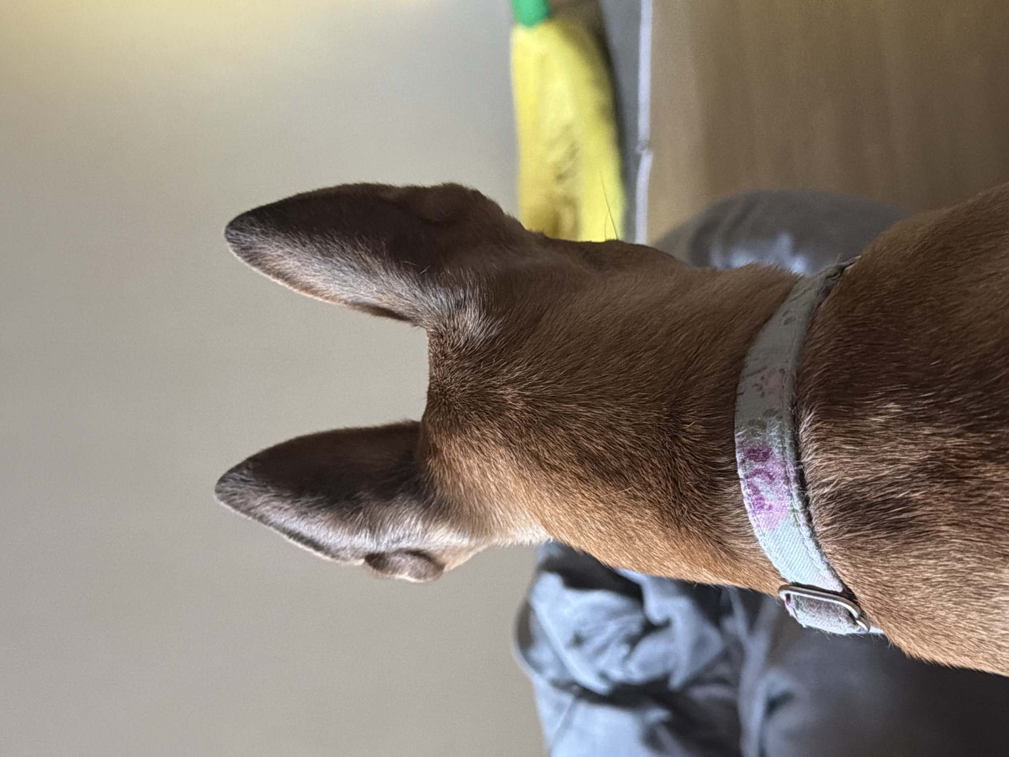 The image captures a close-up, from behind, of a small, brown dog's head and upper back. The dog is wearing a light-colored collar with a subtle floral pattern of pink and purple. Its large, pointed ears are erect and alert, angled slightly outwards. The background is softly blurred, with a grey, textured surface on the left, possibly a blanket or cushion, and a bright yellow object, resembling a toy, in the middle ground to the right. The wall behind is a muted, neutral tone, suggesting an indoor setting. There is no indication of the location being within Svilengrad, Bulgaria, as the visual elements are generic and do not provide any specific geographical markers.