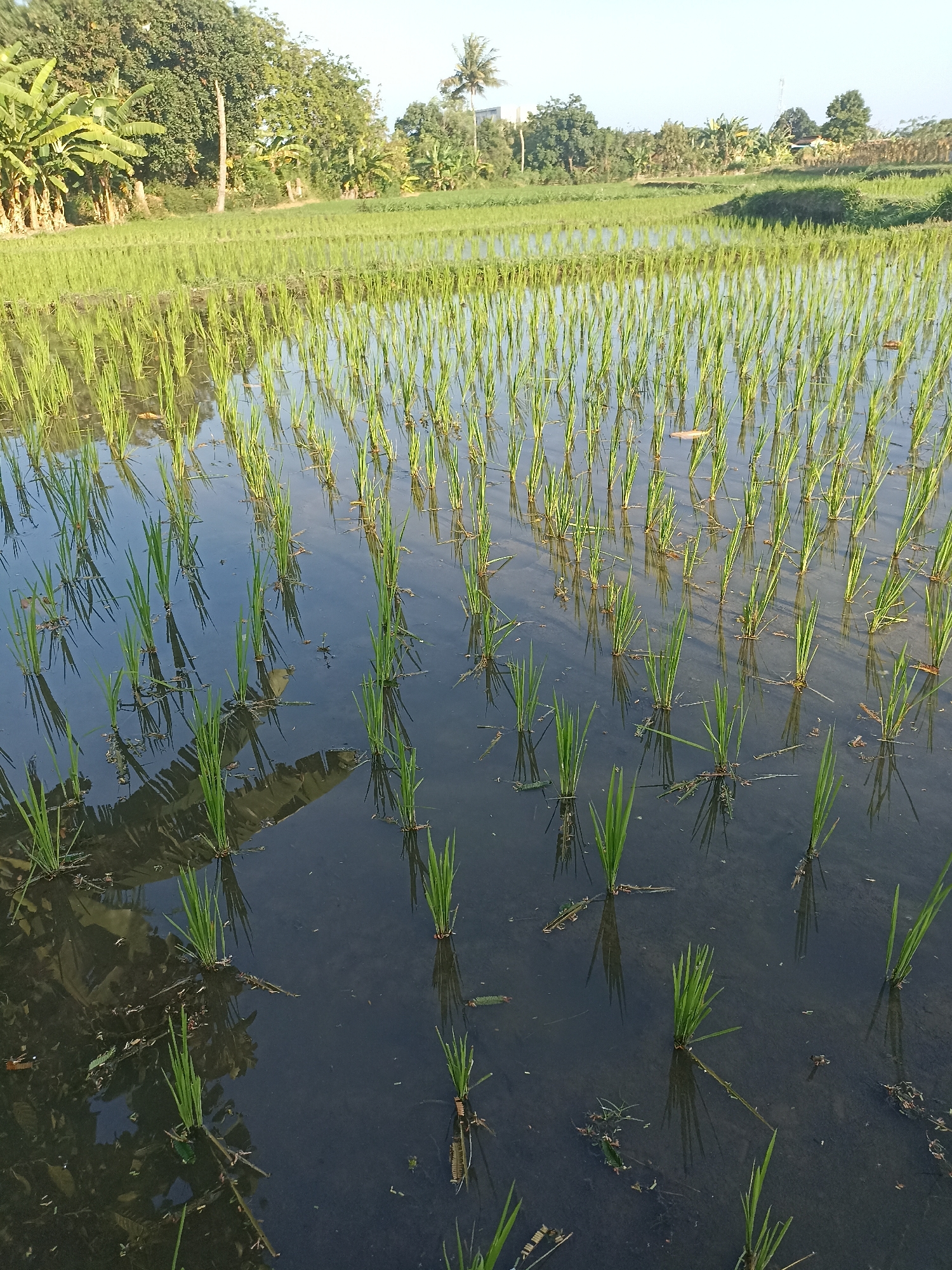 The image depicts a flooded rice paddy field with young rice stalks in Mojopanggung, Indonesia. The water reflects the sky and the green stalks. In the background, there is lush vegetation, including banana trees and other types of trees, indicating a rural or semi-rural setting. The sky is clear and bright, suggesting daytime. There are no people or animals visible in the image. The scene is serene and tranquil, characteristic of agricultural landscapes.
