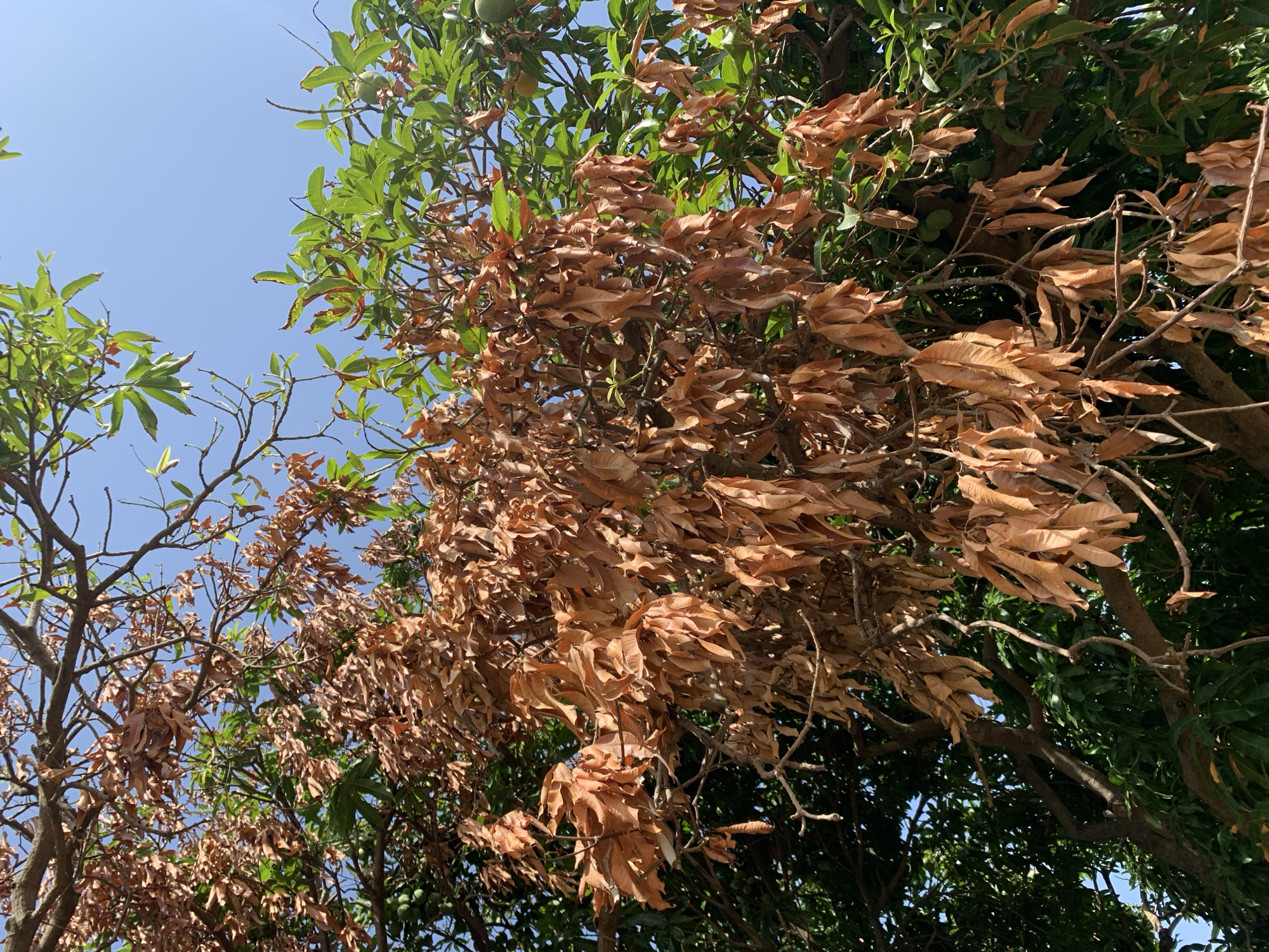 The image shows tree branches with a mix of brown, dead leaves and green, healthy leaves against a light blue sky. The image appears to be taken from a low angle, looking up into the tree canopy. The location is stated to be in the city of Rafin Par, Nigeria, although there is no specific visual evidence to confirm this. There are no people visible in the image. The primary subject is the tree, with a focus on the condition of its leaves. The dead leaves suggest potential stress or disease affecting the tree.