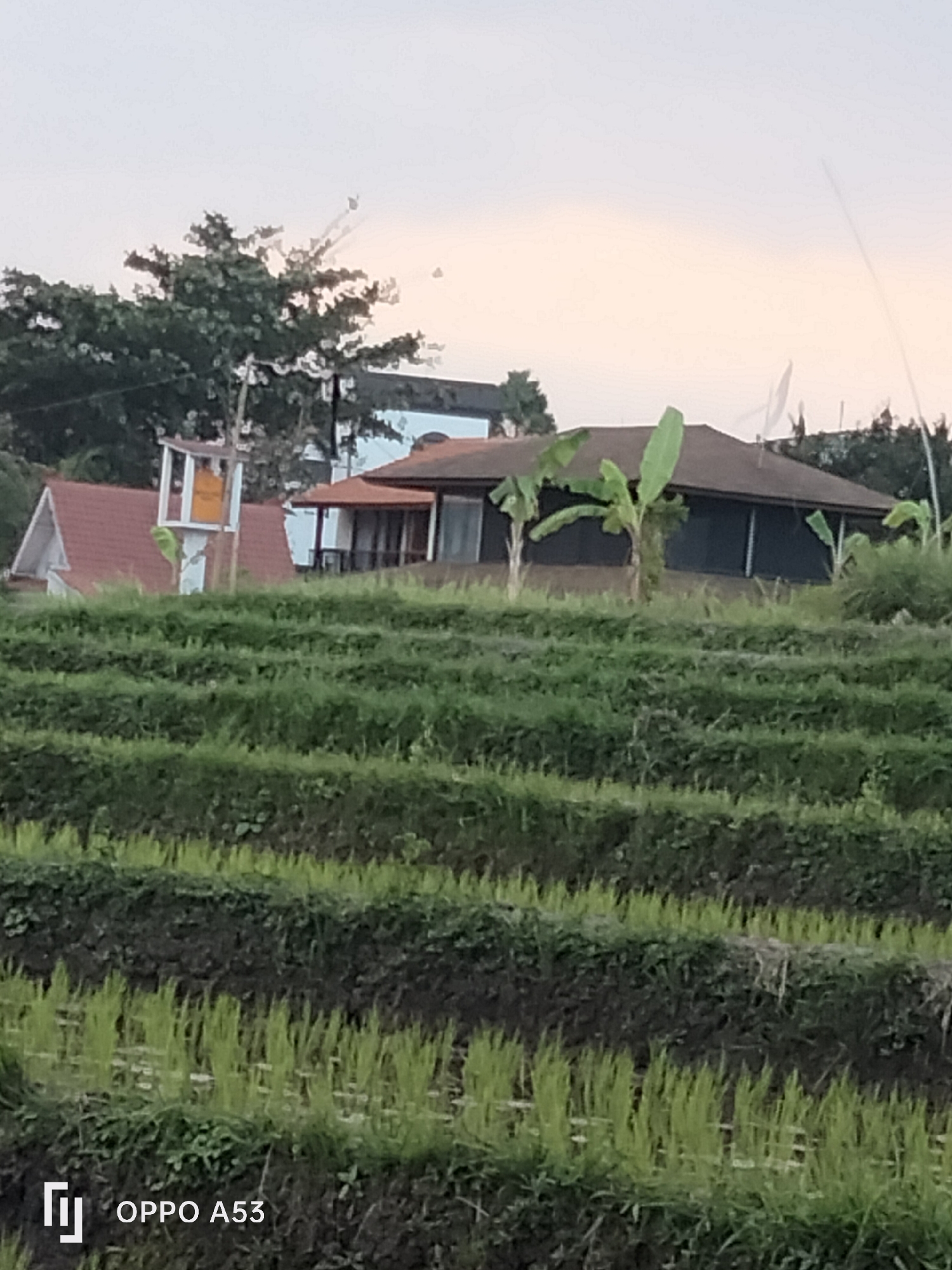 The image depicts a terraced landscape in North Kuta, Indonesia, characterized by lush green rice paddies arranged in horizontal tiers. In the background, several buildings are visible. One prominent structure is a building with a dark roof, flanked by banana trees. To its left, another building with a reddish-brown roof is partially obscured by greenery. Further left, a smaller white structure with a red roof and a tall, yellow-accented tower-like feature stands out. The sky above is overcast with a soft, diffused light, suggesting it might be dawn or dusk. The overall scene conveys a rural or semi-rural setting. A watermark in the bottom left corner reads "OPPO A53".