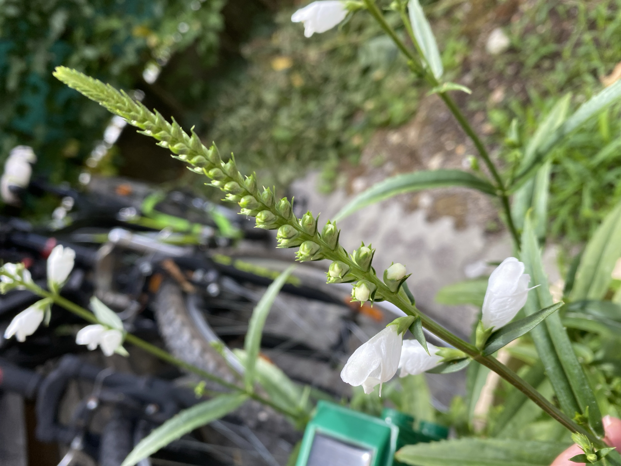The image displays a close-up view of a white flower with green stems and leaves. The flower is elongated and appears to be in bloom, with several buds also visible along the stem. The background is blurred, showing a hint of bicycles and greenery, suggesting an outdoor setting. The photo was taken in Purkersdorf, Austria.