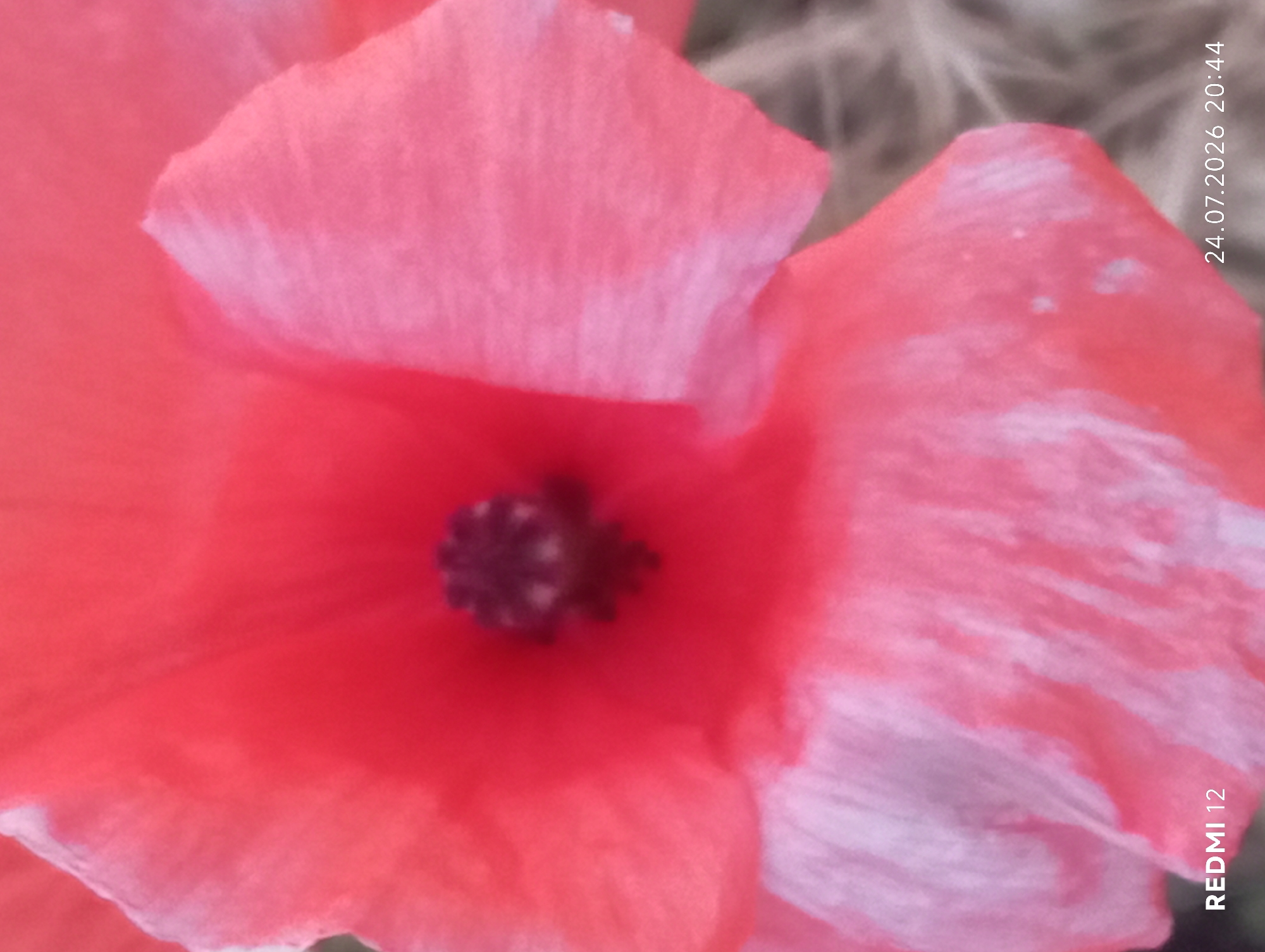 The image is a close-up photograph of a red poppy flower. The flower is the primary subject, with its petals filling most of the frame. The center of the poppy, which is dark and textured, is visible. The petals exhibit a gradient of color, transitioning from a vibrant red in the center to softer pinks and whites towards the edges. The texture of the petals appears delicate and slightly crinkled. In the bottom left corner, the text "REDMI 12" is visible, indicating the device used for the photograph. In the bottom right corner, a date and time stamp reads "24.07.2026 20:44". The background is blurred and appears to be a natural setting, possibly dry grass or foliage, with muted earthy tones. The image is a still life, with no people or actions depicted. There is no information available in the image that can be used to determine its location in Smila, Ukraine.