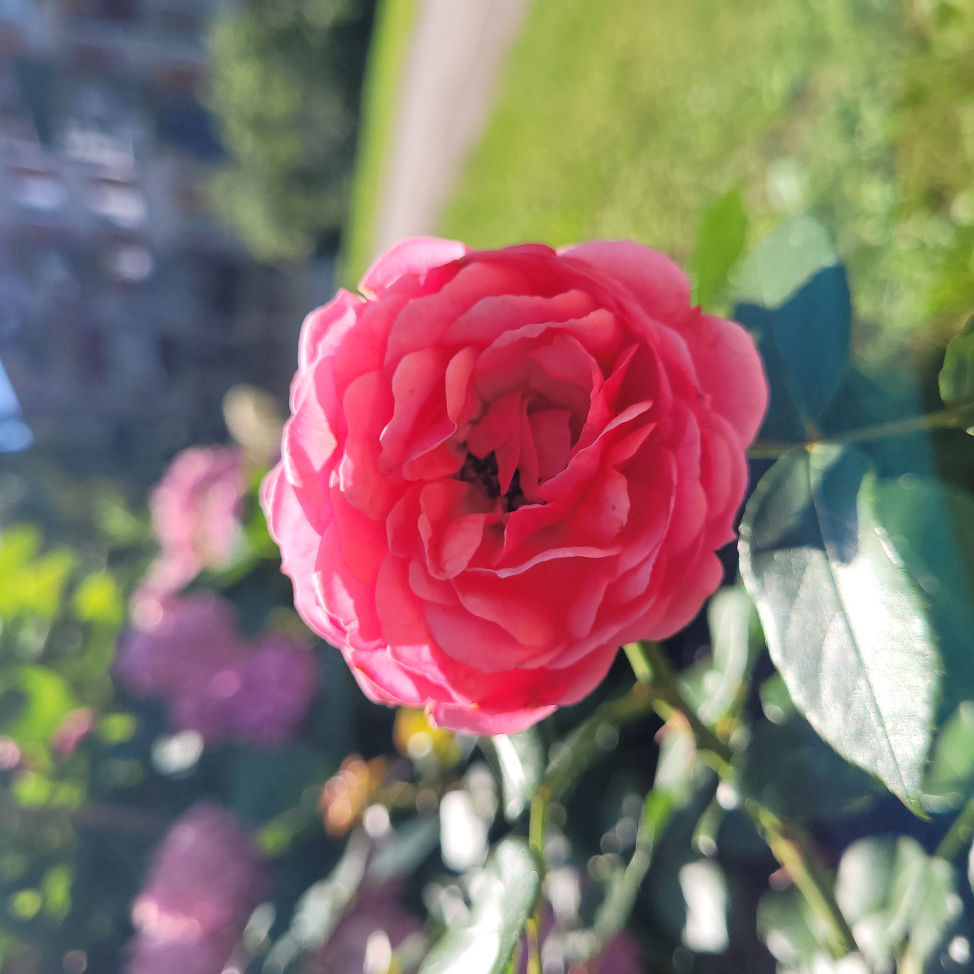 A close-up, sunlit, horizontal medium shot captures a vibrant, fully bloomed pink rose in sharp focus, occupying the center foreground. The rose exhibits multiple layers of tightly packed petals, with a dark, slightly blurred center. The rose's stem and some green leaves, also in focus, extend from the lower left and bottom of the frame.
The background is softly blurred, creating a bokeh effect. To the left of the rose, out-of-focus pink flowers and green foliage are visible. To the right and behind, a blurred pathway, likely a sidewalk or walking trail, runs diagonally from the middle right towards the top. The pathway is bordered by more out-of-focus green grass and some blurry structures, possibly buildings, further in the distance. The overall lighting suggests a bright, sunny day.
There is no indication of any specific location in Jūrmala, Latvia within the image itself.