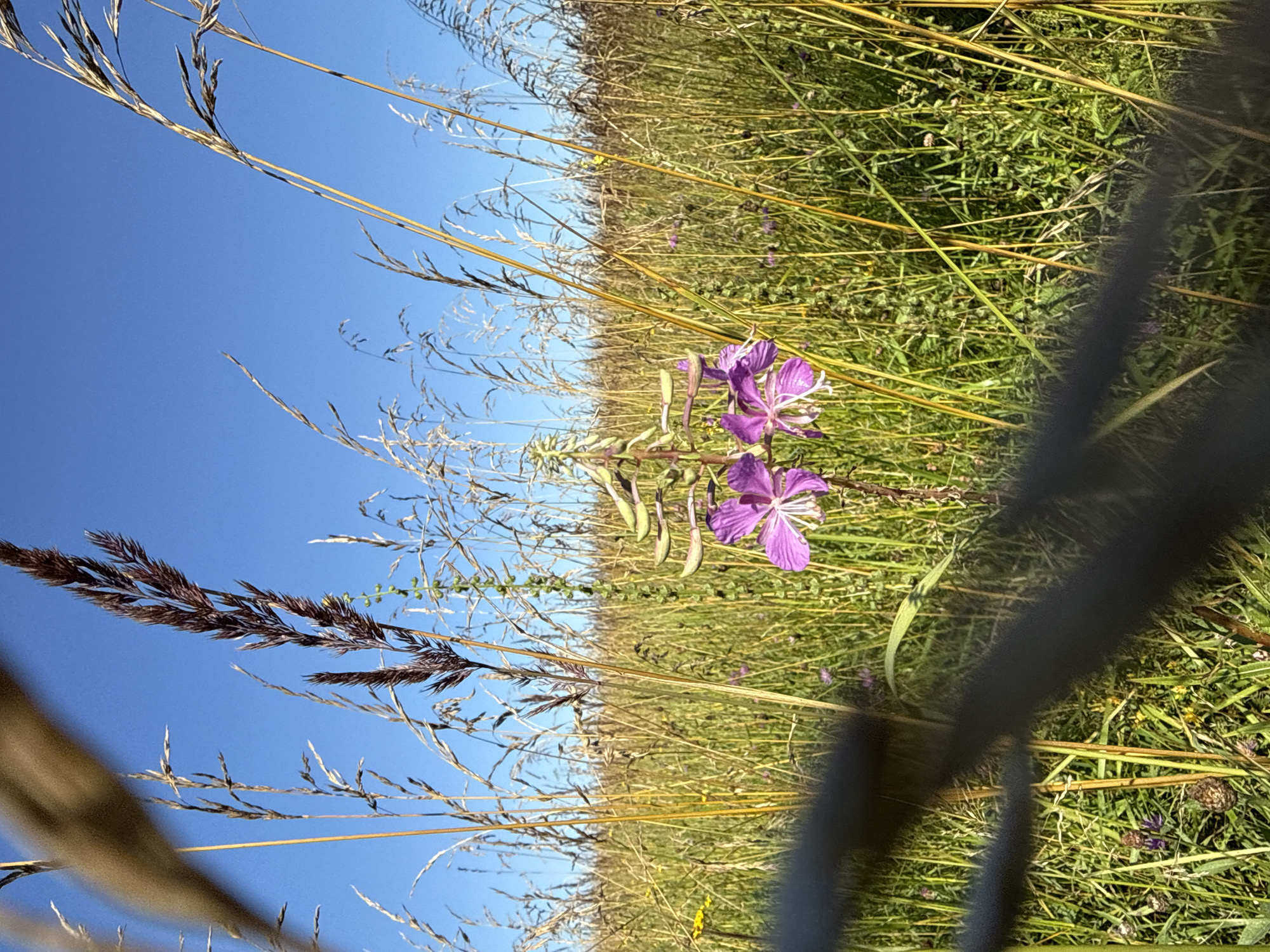 This is a low-angle, close-up, outdoor, vertical, eye-level shot of a field of tall grasses and a single stalk of purple flowers. The scene is bathed in bright sunlight under a clear blue sky. The foreground is partially obscured by a dark, blurred object, likely a fence or railing, running horizontally across the bottom of the frame. Tall stalks of dry, golden-brown grass dominate the background, with shorter, green grasses and smaller purple flowers interspersed throughout. A single stalk with several open purple flowers stands out in the middle ground, with closed buds visible above. The image appears to have been taken in a natural, undeveloped area, possibly on the outskirts of Lopino, Russia, given the prevalence of wild grasses and flora. There are no people or animals visible in the frame. The overall impression is one of natural beauty and a serene, sun-drenched landscape.
