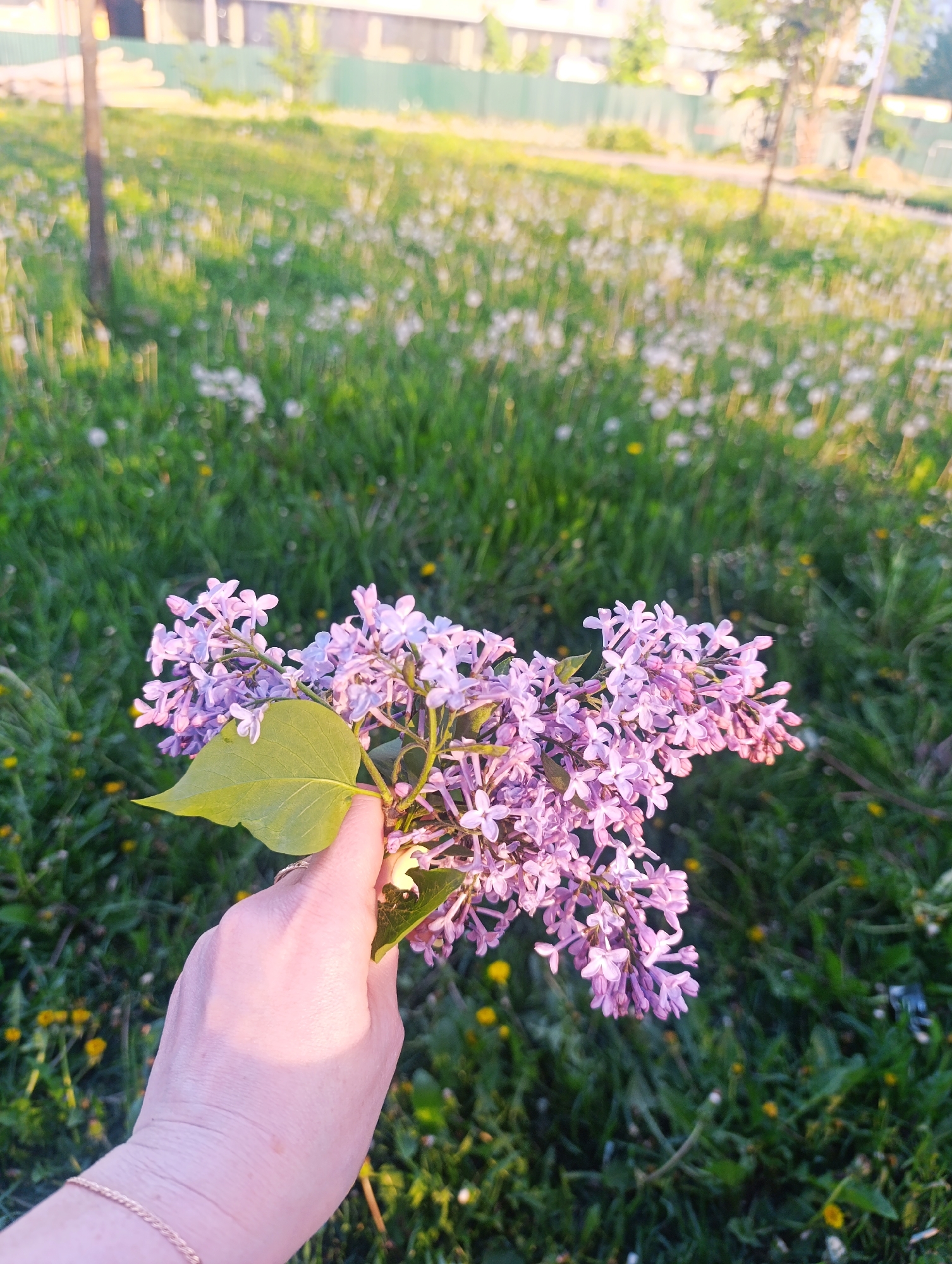 A close-up shot shows a hand holding a bunch of light purple lilacs against a backdrop of a grassy field. The hand appears to be fair-skinned and has a gold bracelet on the wrist. The lilacs are in full bloom and one green leaf is visible. The field in the background is filled with green grass interspersed with small white and yellow flowers. The background is slightly blurred, suggesting a shallow depth of field. In the distance, trees and what appears to be a building or fence can be seen. The location seems to be a park or a grassy area in a residential neighborhood.