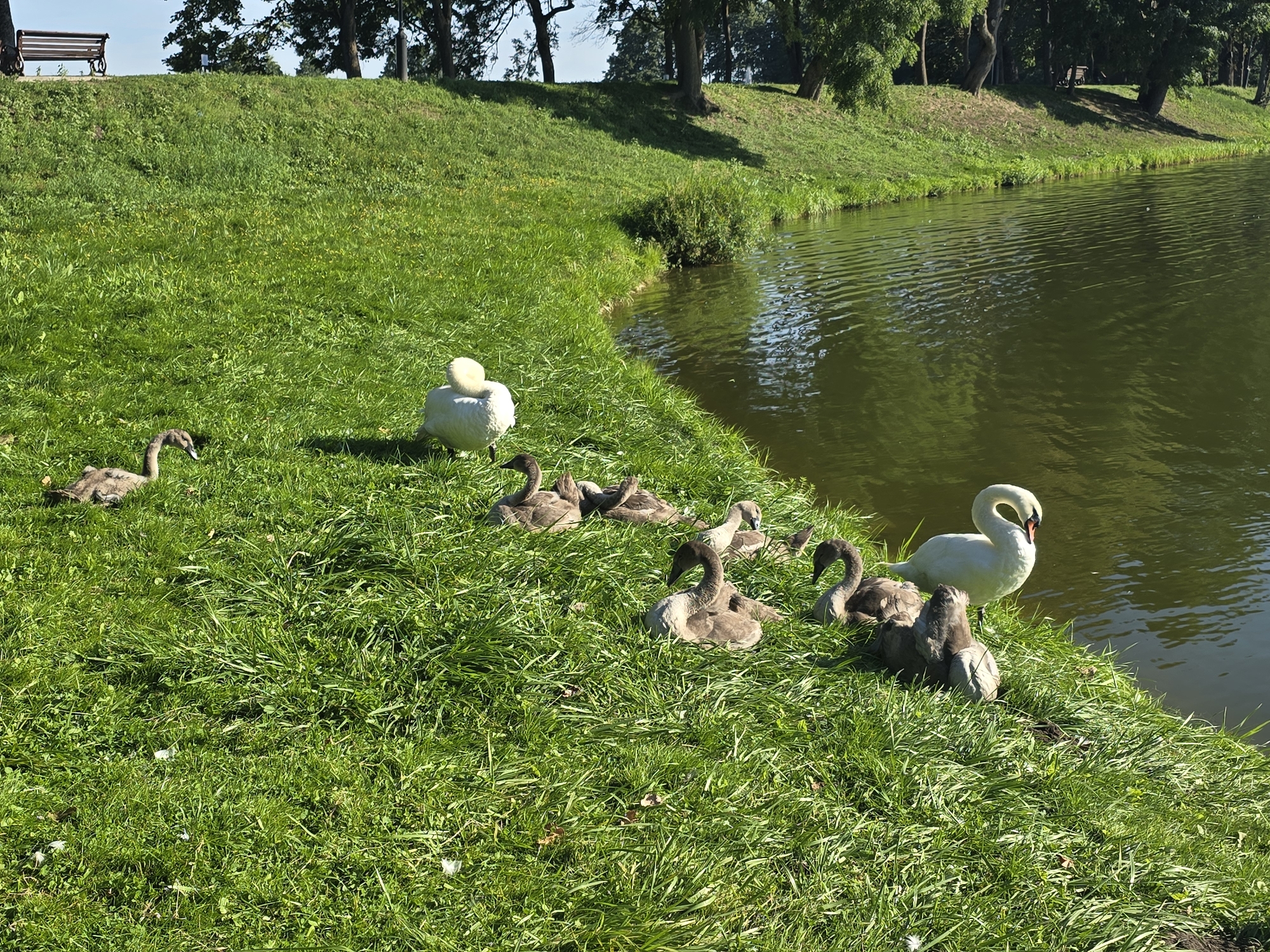 This image depicts a grassy embankment adjacent to a body of water, likely a lake or river, in the city of Niasvizh, Belarus. The scene is populated by several swans, including adult and young cygnets. One adult white swan stands near the water's edge, while a group of grey cygnets are resting on the grass. In the background, a gently sloping green hill is covered in grass and scattered trees. Further in the distance, more trees form a dense line, and a park bench is visible on the elevated area of the hill, suggesting a park or recreational area. The water reflects the surrounding greenery and the sky.