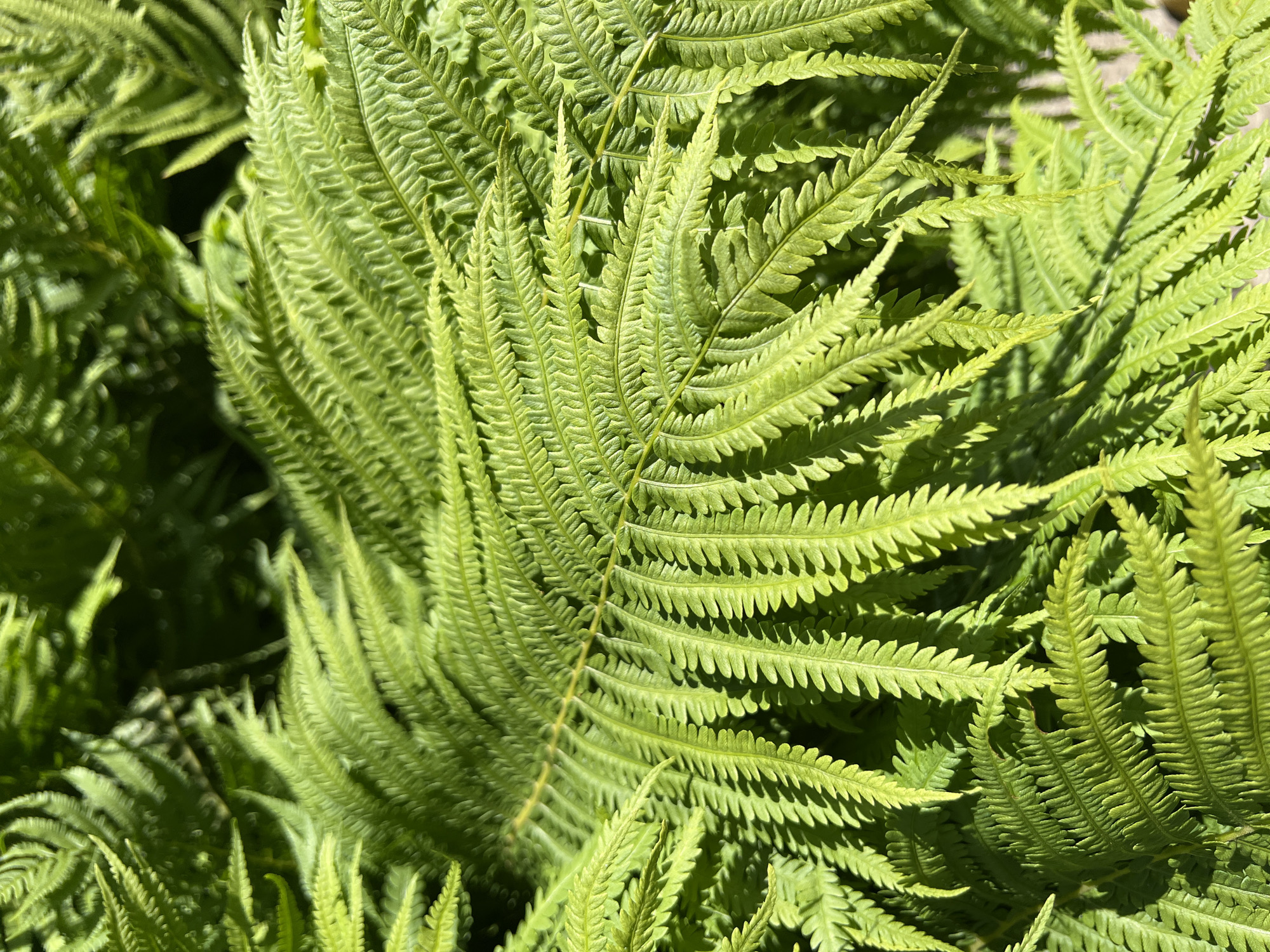 The image shows a close-up view of lush, green fern fronds bathed in sunlight. The fronds exhibit intricate patterns with numerous small leaflets arranged along the central stem. Shadows are cast by the overlapping leaves, creating a play of light and dark. The background is a blur of more green foliage, suggesting a dense growth of ferns. There are no people or specific man-made objects visible that would indicate a location within the city of Chaikovsky, Russia. The scene is entirely natural, focusing on the texture and form of the ferns.
