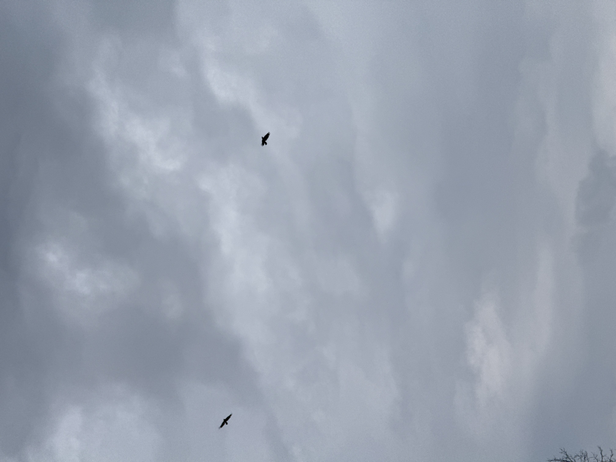 The scene is a sky filled with overcast clouds, appearing gray and textured. Two birds, silhouetted against the bright sky, are in flight. One bird is positioned in the upper center of the frame, and the other is in the lower left. The lower right corner contains the silhouette of a bare tree branch. The location is Unknown, Unknown.
