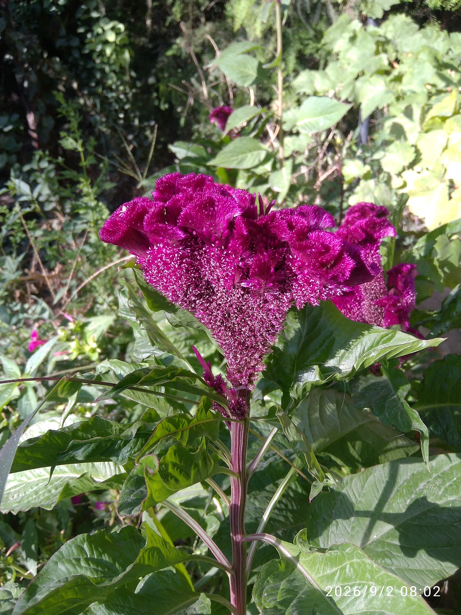 A close-up, high-angle shot captures a vibrant, ruffled magenta flower head, likely a celosia cristata, with its velvety texture and intricate formations. The flower is surrounded by lush, green foliage, some leaves showing a wavy texture and prominent veins. The stem of the flower is a reddish-purple hue. In the background, the scene is dappled with sunlight, suggesting an outdoor setting, possibly a garden. The foliage is dense and varied, with some lighter green, possibly flowering plants, visible further back. The image is sharp and clear, showcasing the intricate details of the flower and its surrounding plant life. The date stamp "2026/9/2 08:02" is visible in the bottom right corner, indicating the time of capture. There is no indication of the specific location within Tashkent, Uzbekistan, other than it being an outdoor, vegetated area.