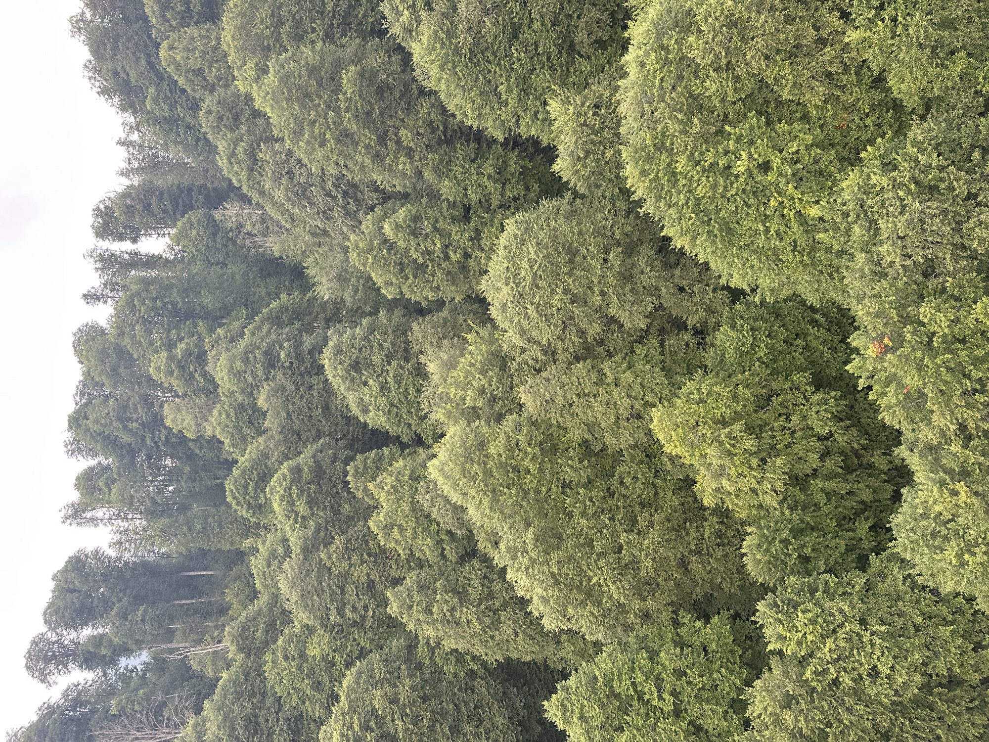 The image depicts a dense, verdant forest on a hillside. The trees are primarily deciduous, with full canopies of green leaves. The terrain slopes upwards, with the trees forming a thick, undulating carpet of foliage that extends to the horizon. The sky above is overcast with a light grey color. The overall impression is one of a natural, untouched environment. There are no people, animals, or man-made structures visible in the image. The location is identified as Estosadok, Russia.