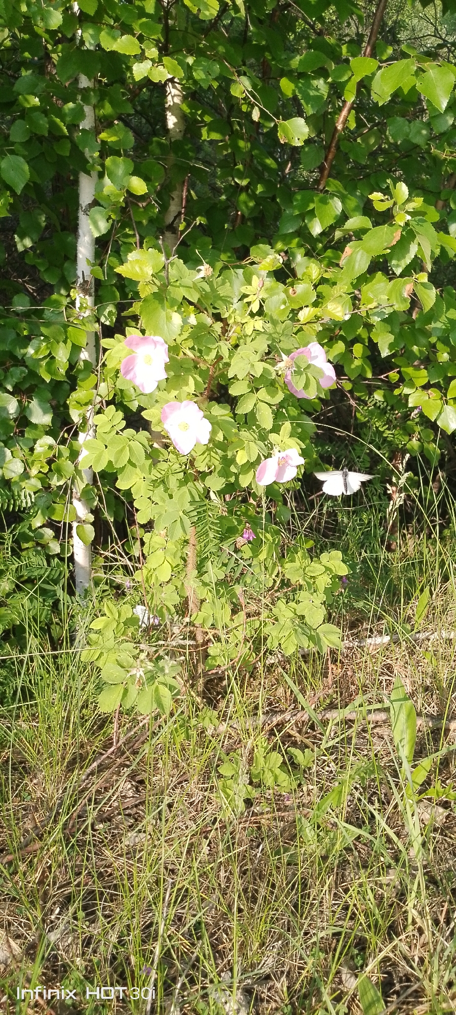 This media file shows a close-up, eye-level view of a wild rose bush in bloom, set against a backdrop of lush green foliage and tall grass. Several pale pink rose blossoms are visible, their delicate petals unfurling in the sunlight. A small white butterfly with dark markings on its wings is in flight near the rose bush, its wings spread wide. The scene appears to be a natural outdoor setting, likely a field or garden, with evidence of dense vegetation. The sunlight suggests it is daytime, possibly late morning or afternoon, given the quality of the light.
The wild rose bush has thorny stems and compound leaves, typical of the species. The surrounding grass is green and somewhat wild, indicating an uncultivated area. The background is filled with the shadows and highlights of dense trees and plants, creating a sense of depth.
Visible text in the lower left corner of the image reads "Infinix HOT 30i", which is likely a camera or phone model watermark. The overall impression is one of a peaceful, sunlit moment in nature. The location context provided is Kedrovy, Russia.