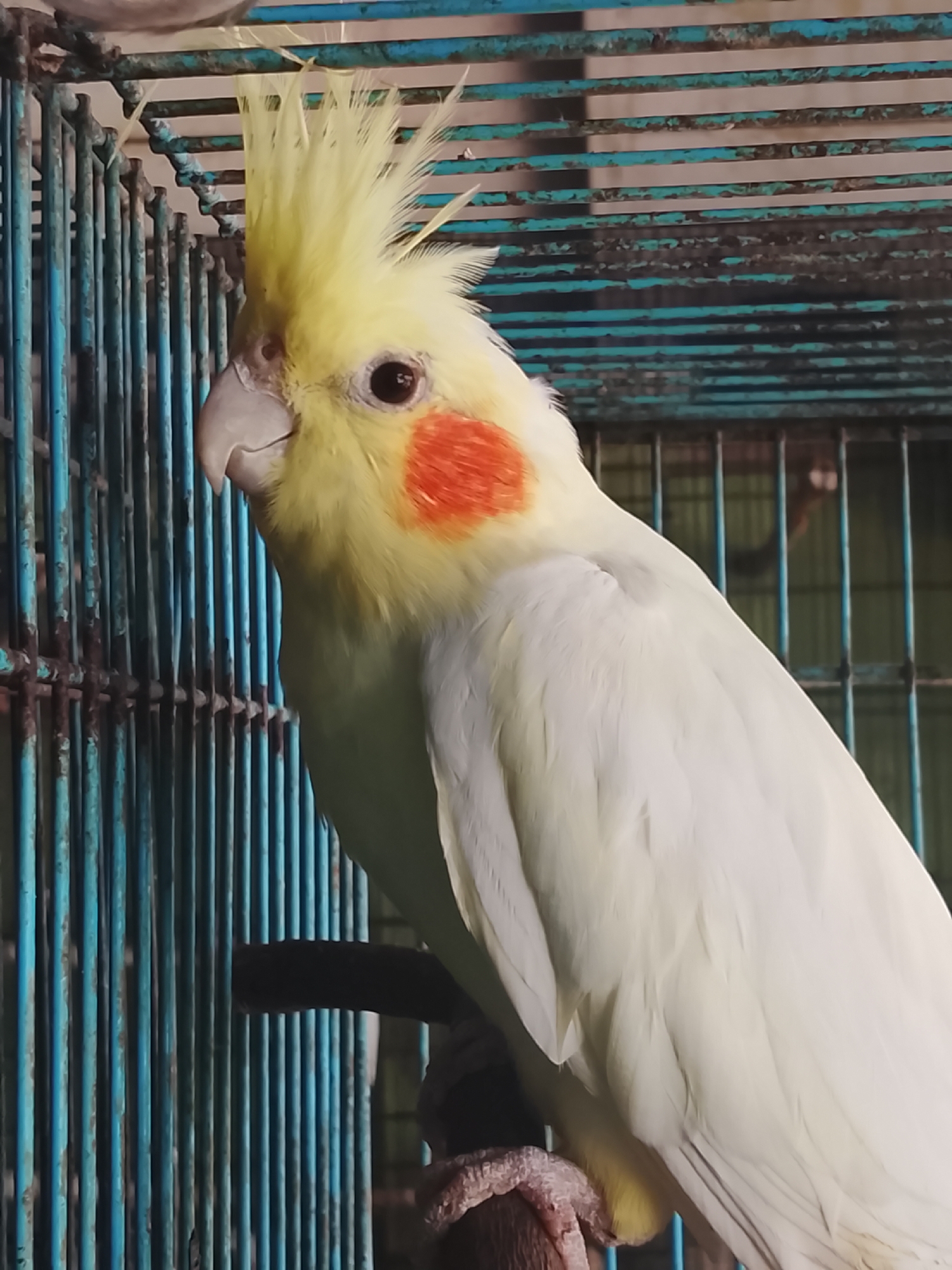 An albino cockatiel with yellow crest feathers, orange cheek patches, and white plumage is perched on a branch inside a blue metal cage. The bird is facing left, with its head tilted slightly. The background consists of blurred bars of the cage and some indistinct shapes. The image appears to have been taken indoors.