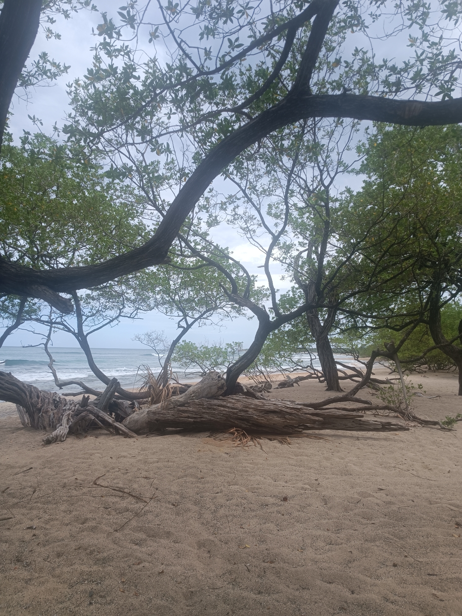 The image depicts a beach scene with several trees framing the view of the ocean. The foreground is dominated by sand and a pile of weathered driftwood. The trees have sparse green foliage and gnarled branches that extend into the frame, creating a natural canopy. In the background, the ocean is visible with gentle waves breaking on the shore under a cloudy sky. The location is identified as Veintisiete de Abril, Costa Rica, suggesting a tropical or subtropical coastal environment. There are no people or animals visible in the image.