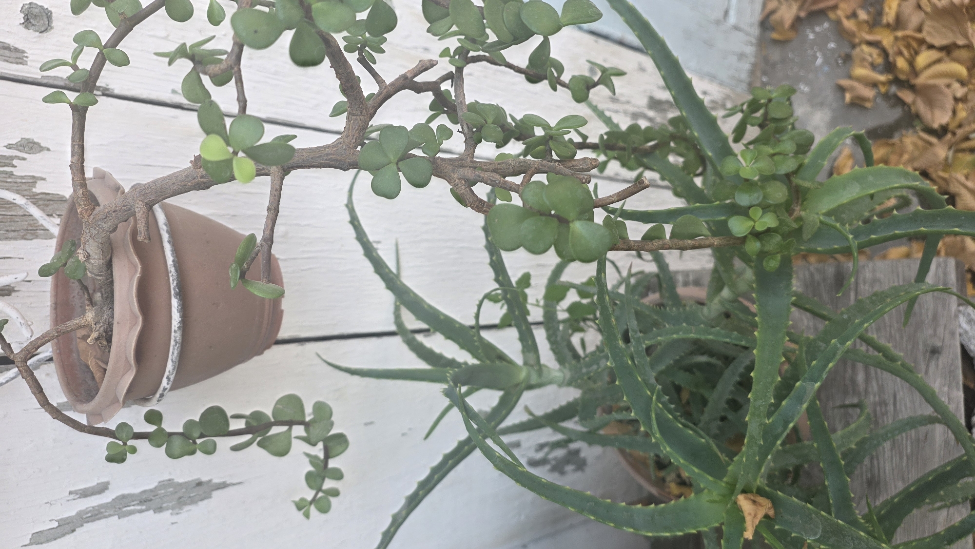 An outdoor scene in Tokmok City, Kyrgyzstan, features two potted plants against a weathered white wooden fence. In the foreground, a large aloe vera plant with spiky, green leaves is partially visible. To the right and slightly behind it, a jade plant in a brown, scalloped pot hangs from the fence. The jade plant has a thick, woody stem and clusters of small, round, green leaves. Fallen yellow and brown leaves are scattered on the ground around the plants.