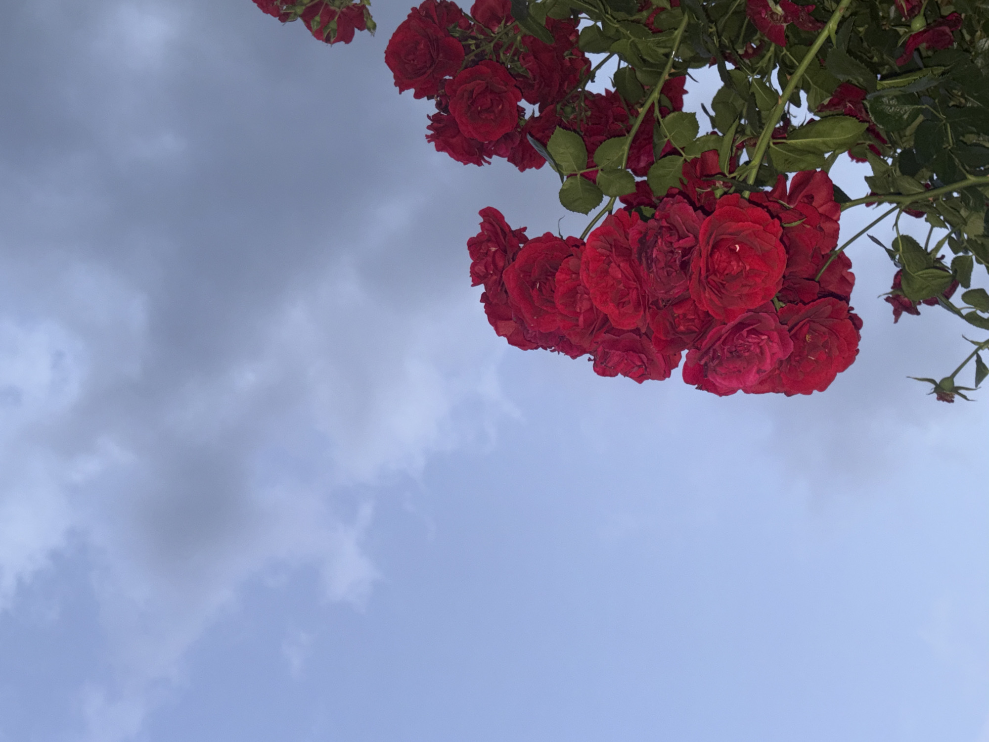 A low-angle shot shows a cluster of deep red roses with green leaves against a sky of varying shades of blue and grey. The roses are positioned in the upper right and partially at the top edge of the image. The sky, filling most of the frame, displays both clear blue and cloud cover. The location is possibly Plovdiv, Bulgaria.