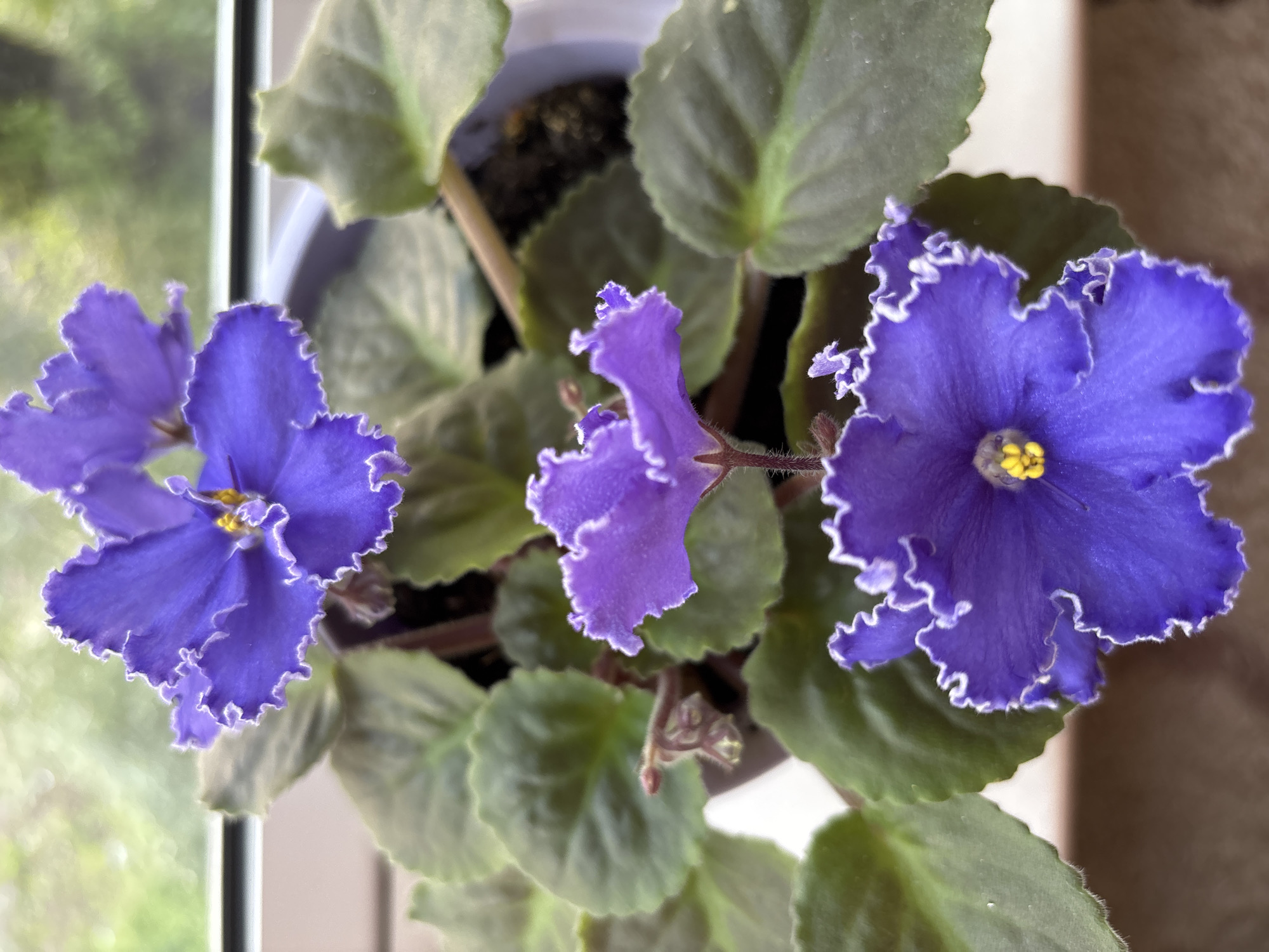 A close-up, eye-level shot shows a potted African violet plant with multiple purple flowers in bloom. The flowers have ruffled petals with white edges and yellow centers. The leaves are dark green and fuzzy. The plant is situated on a windowsill, with a blurred background of greenery and a window frame. There is no indication of Tomsk, Russia, in the image.