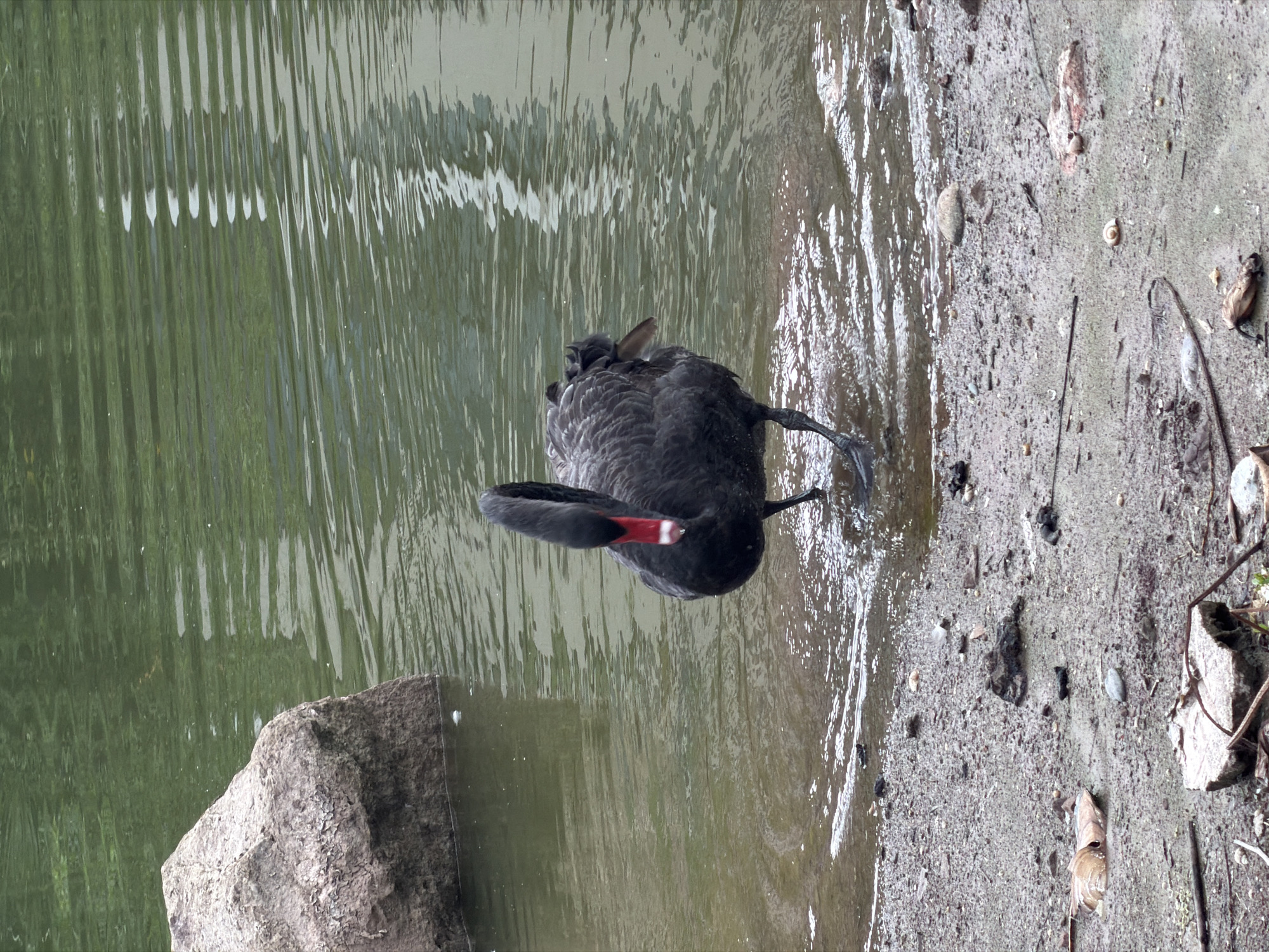 A black swan with a red beak stands at the edge of a body of green water, with its head lowered and slightly to the left. The swan is mostly black with some gray feathers visible on its back. It is standing on a muddy bank littered with small stones, twigs, and a large, light-colored rock. The water has ripples and reflections of greenery, suggesting it is outdoors, possibly in a park or natural setting. The image does not provide any information about the city of Jiangjin, China, or any human presence.
