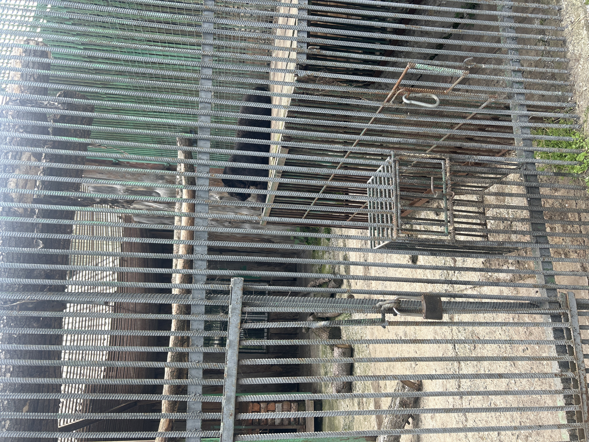 This image depicts an outdoor enclosure, likely at the Bolsherechye Zoo in Russia, characterized by heavy-duty metal bars forming a cage. The bars are made of thick, ribbed rebar, suggesting a secure and robust construction. Inside the enclosure, a black bear is visible lying down on a wooden platform. The ground of the enclosure appears to be dirt or sand, with some scattered logs and debris. In the foreground, there is a metal gate with a padlock, indicating security measures. The overall environment suggests a zoo or animal sanctuary setting.
