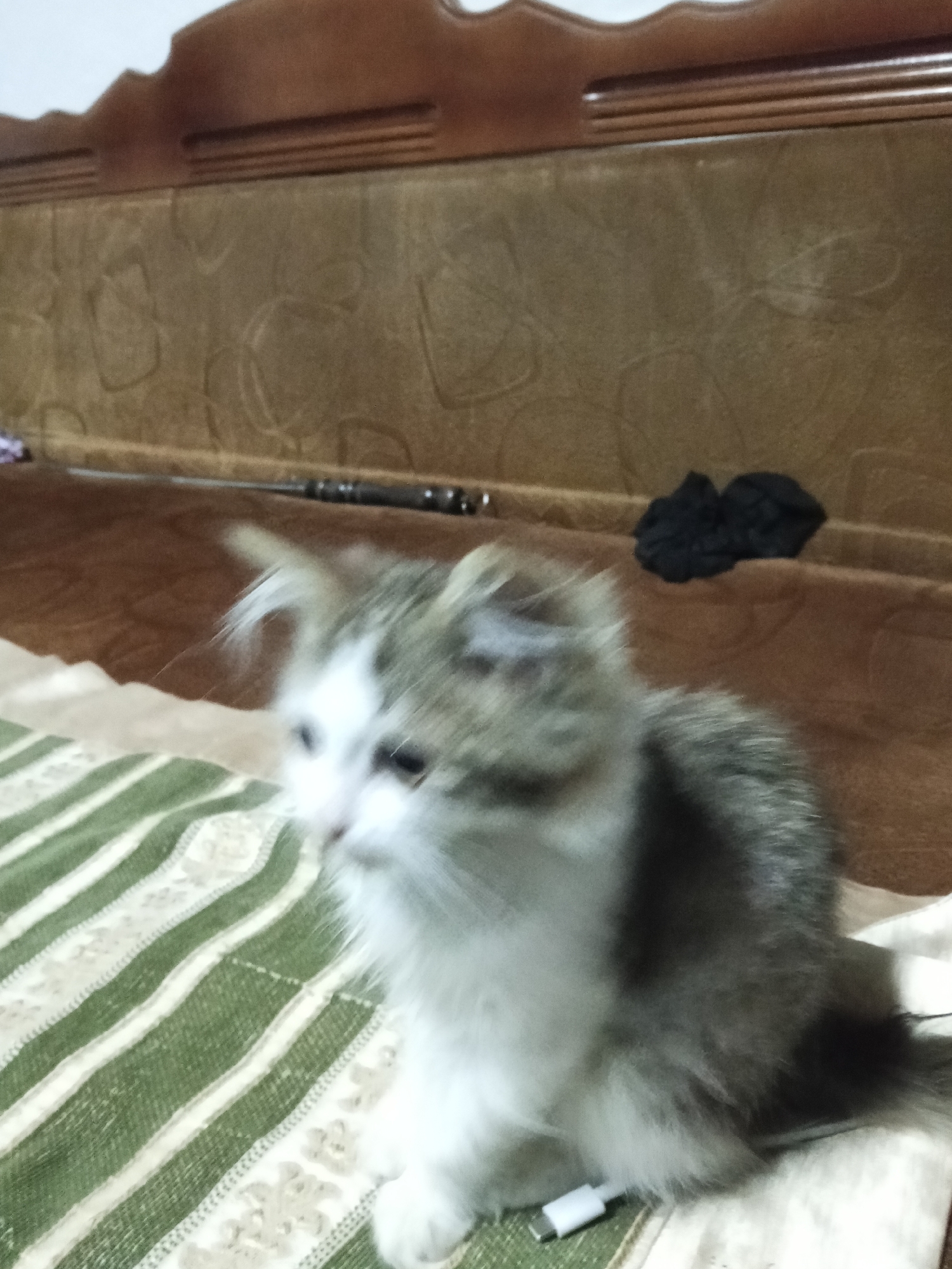In Urus-Martan, Russia, a fluffy, grey and white kitten is the sole subject in the frame. It is positioned on a striped blanket with green and white stripes, on a couch with a patterned brown fabric. The kitten's fur is ruffled, and its gaze is directed to its right, slightly out of focus. Its body is turned to its right, with its tail extending towards the right side of the frame. A white USB-C connector is visible near the kitten's hind legs. In the background, a dark object, possibly clothing, rests on the brown couch. The overall scene suggests a domestic setting.