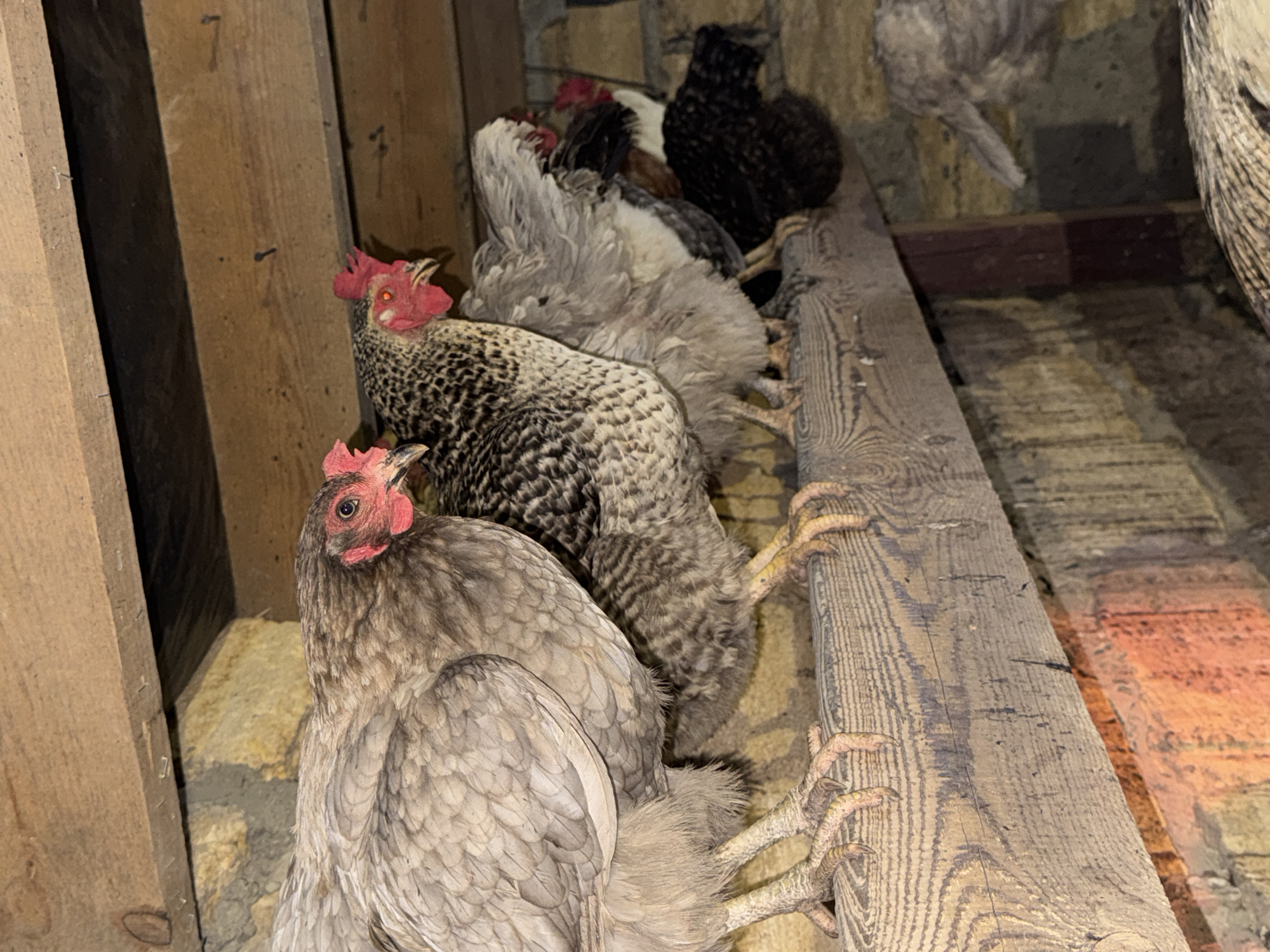 A medium shot captures a line of several chickens perched on a wooden beam in what appears to be a dimly lit, rustic coop. The chickens are varied in plumage; one prominent chicken on the left has light gray feathers, while the chicken next to it features a black and white speckled pattern. Their bright red combs and wattles stand out against their feathers. The wooden beam, showing visible grain and texture, runs horizontally across the frame. Behind the beam, a brick wall is partially visible, along with other wooden structures and shadowy areas, suggesting an interior, possibly rural or agricultural setting. The lighting is low, casting shadows and highlighting the textures of the feathers and wood.