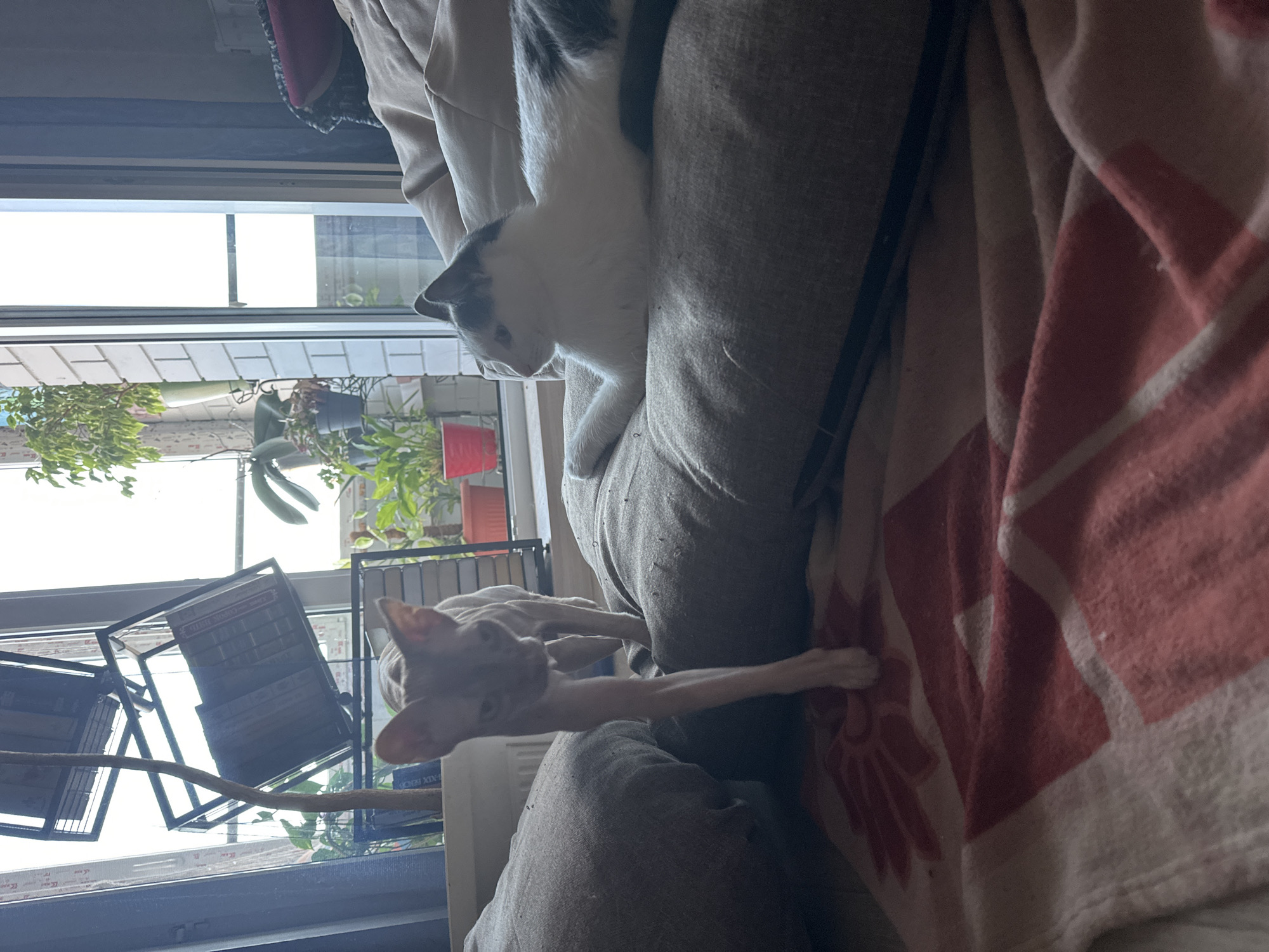 The image depicts two cats indoors, with one Sphynx cat walking towards the viewer and another cat resting on a cushion. The scene appears to be a living area with a large window in the background. Plants are visible on a windowsill and a balcony outside the window. There is a shelf unit with books near the window. A blanket with a red and white striped pattern is spread on the floor in the foreground. The location is identified as Vladimir, Russia.