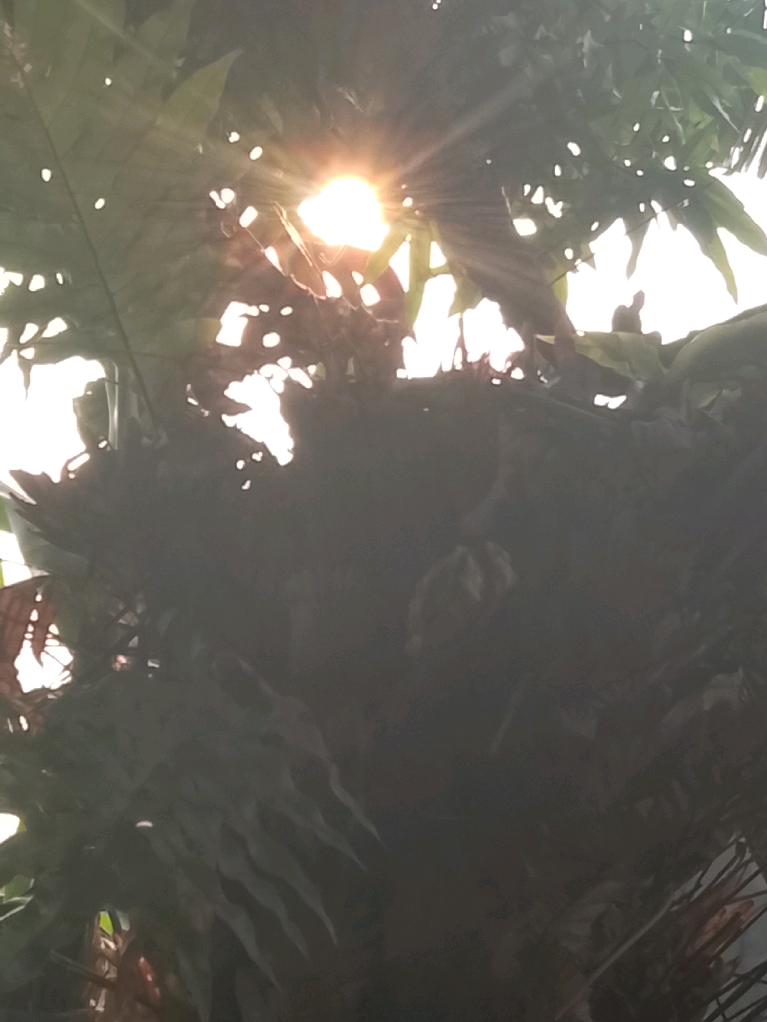 This is a photograph taken from a low angle, looking up through dense foliage. The sun is prominently featured, shining brightly through gaps in the leaves, creating a starburst effect with visible rays. The leaves are predominantly green and appear to be from tropical plants, possibly ferns, with some showing holes or translucency where the light passes through. The background is mostly obscured by the foliage and the bright light of the sun, creating a backlit effect. The overall impression is one of natural light filtering through a canopy of leaves. There is no specific indication of the city of Ujungrusi, Indonesia, within the image itself.